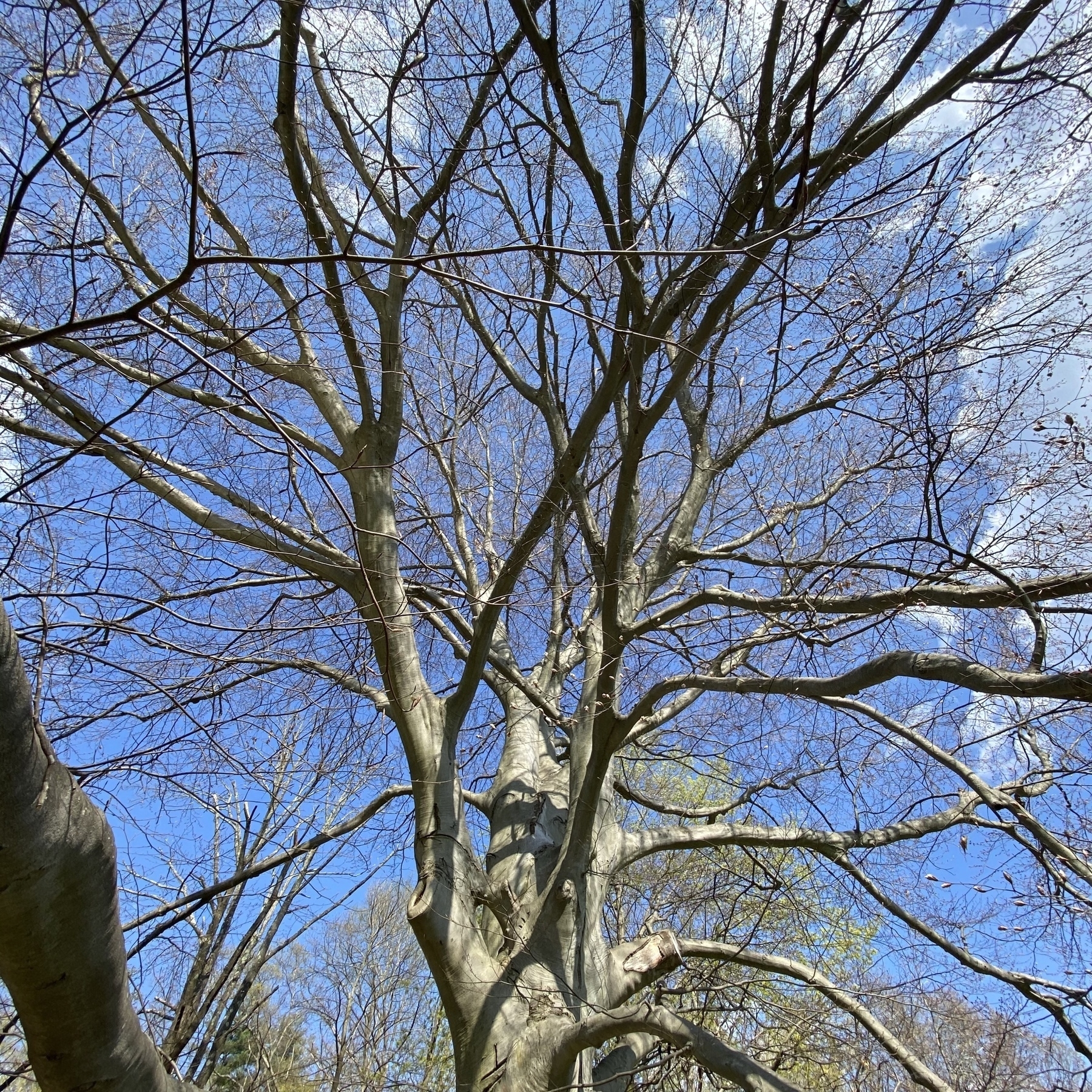 View of a large tree with empty branches just starting to sprout.