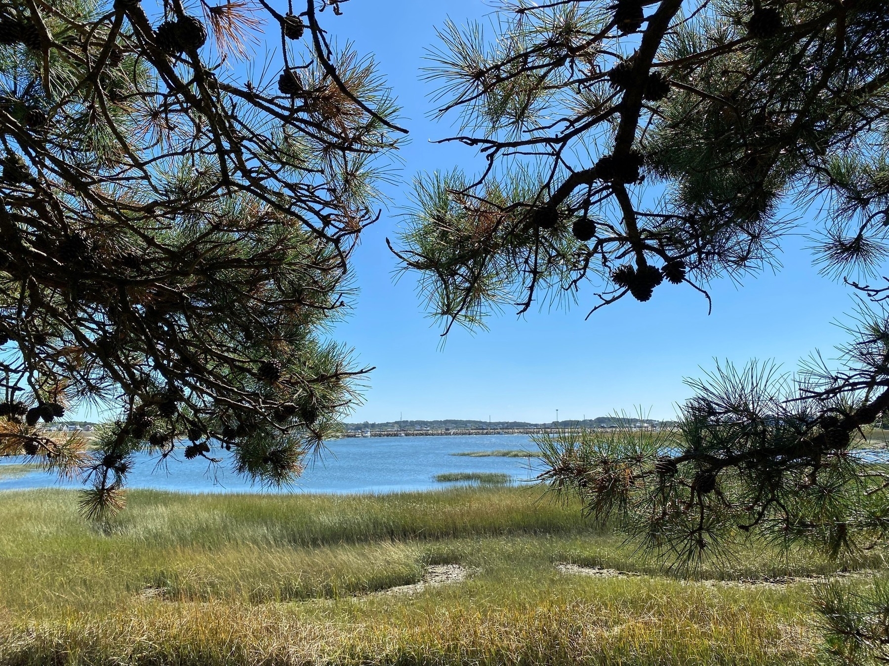 Afternoon view of Wellfleet Harbor framed by salt marsh below and pine branches above.