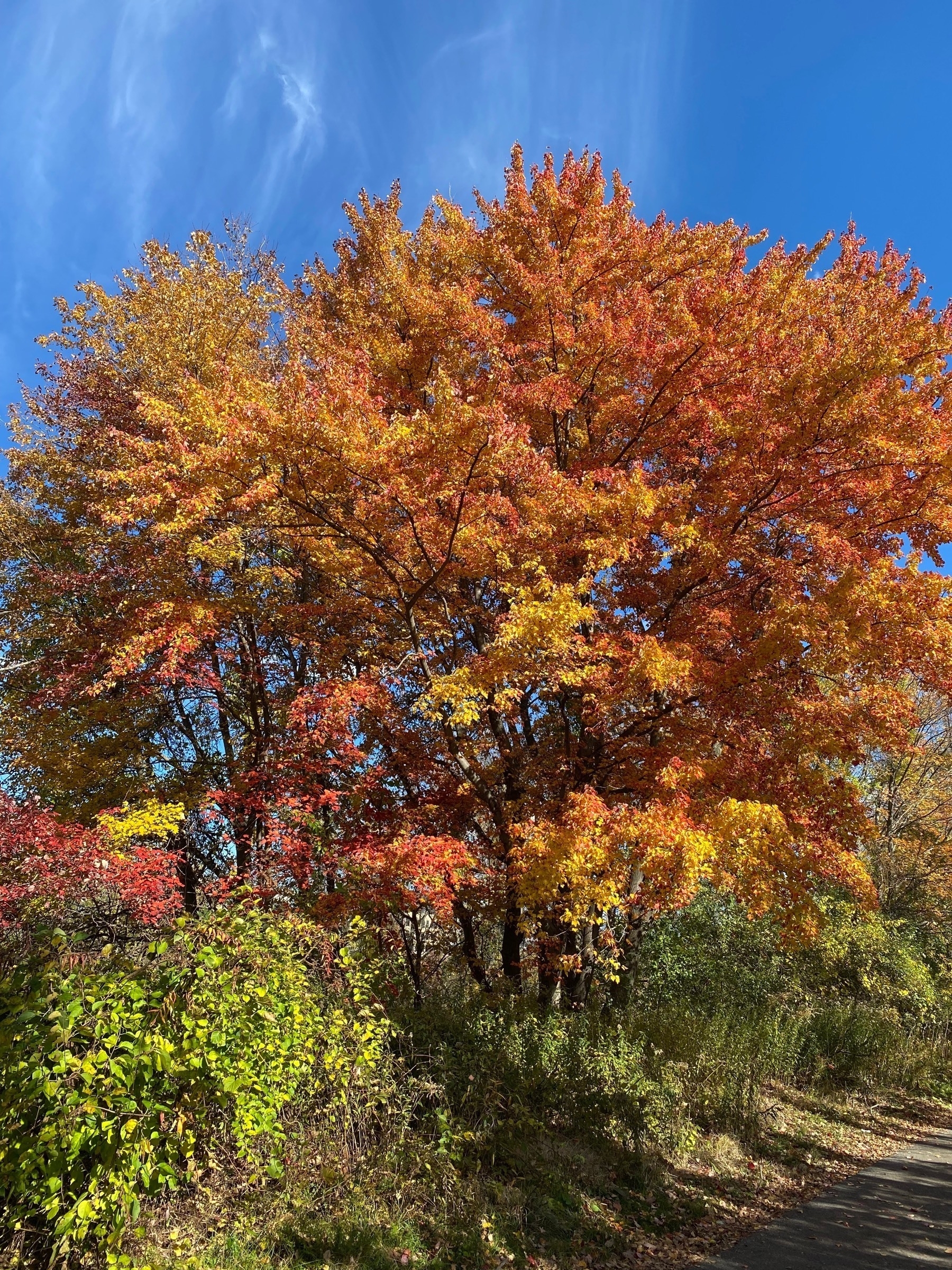 View of several trees with bright yellow and orange fall foliage.