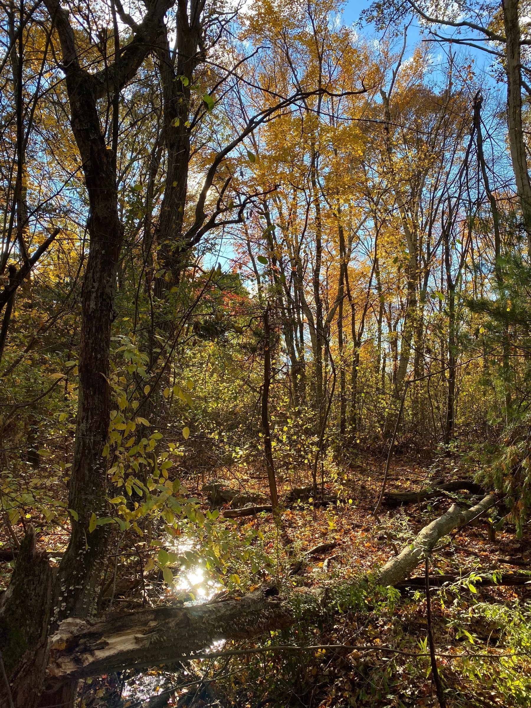View of a small stream surrounded by trees with yellow fall foliage.