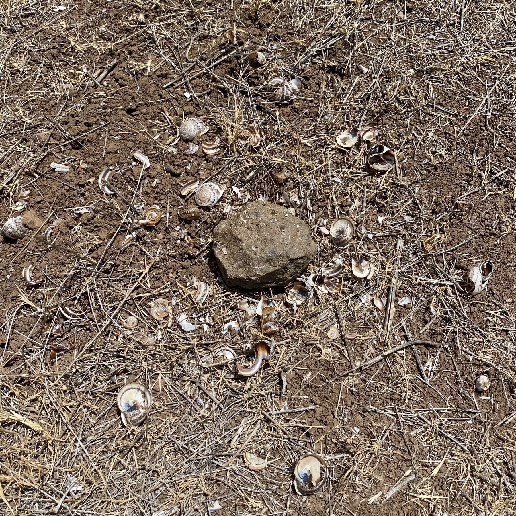 Close up of a small rock lying on some dirt and surrounded by broken bits of snail shells.