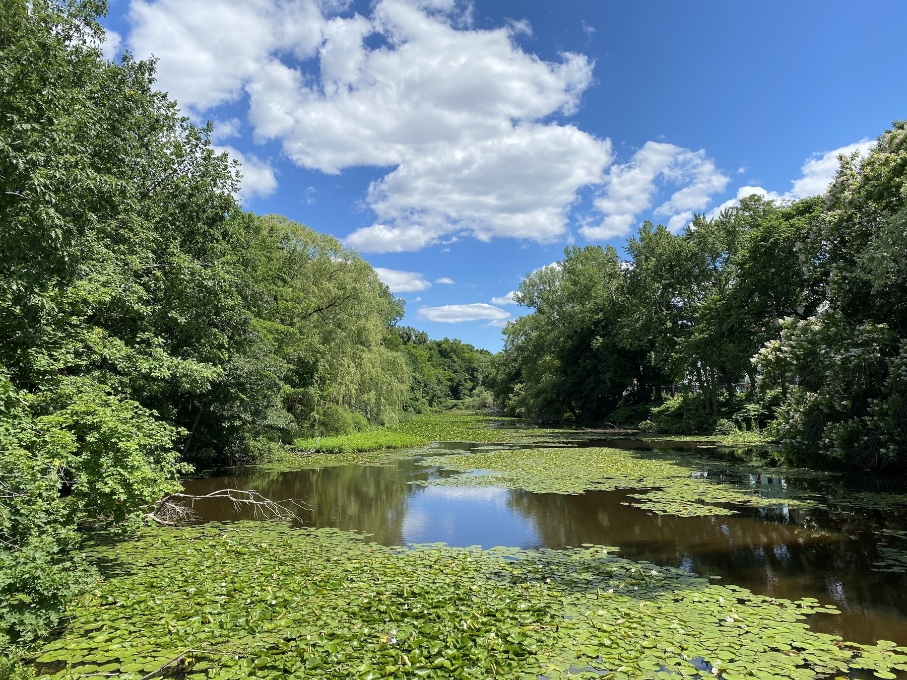 Afternoon view of a river covered in lily pads, with treeds on either bank and puffy white clouds in the blue sky above.