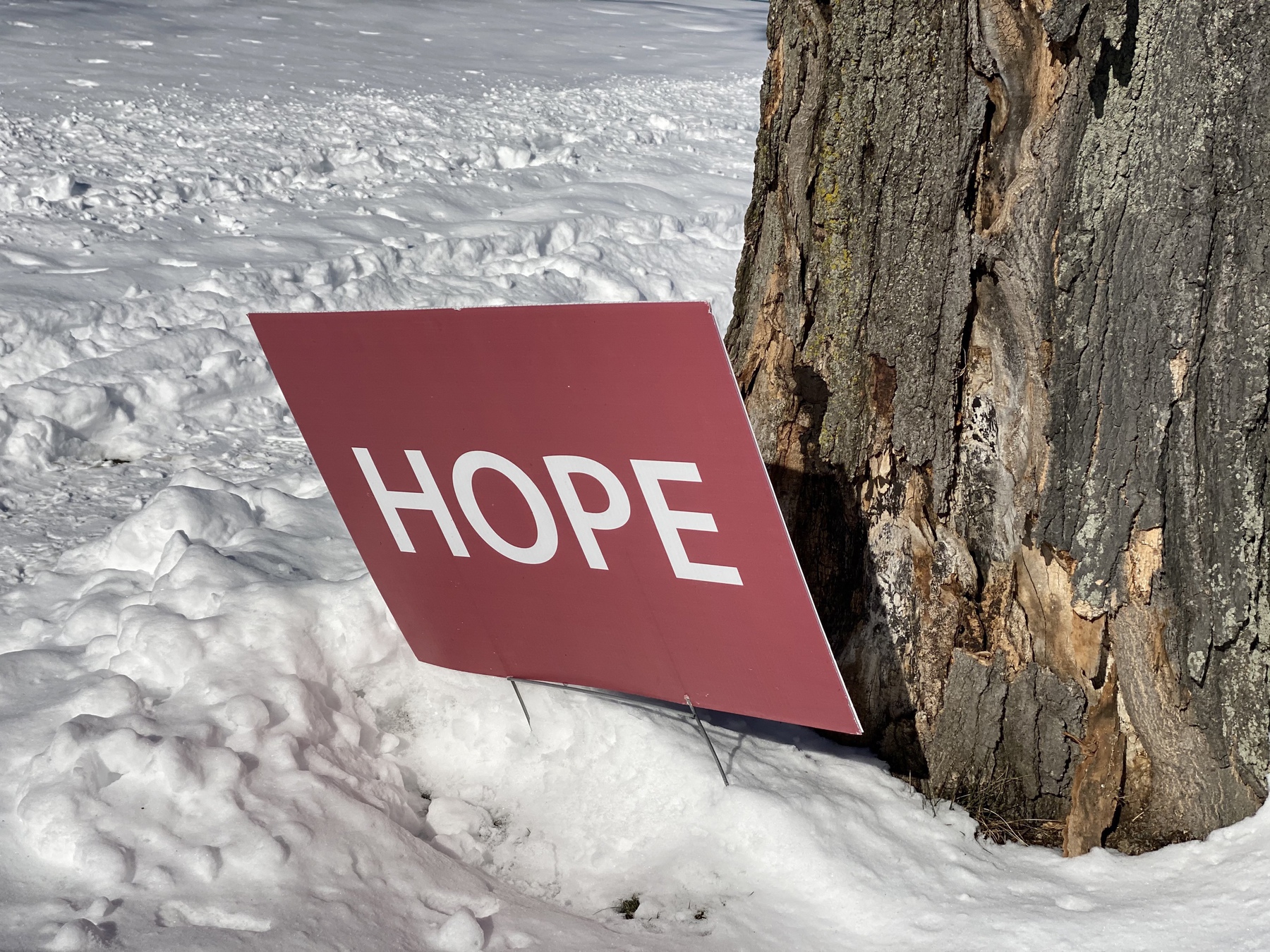 View of a small red sign saying “Hope” next to a tree trunk in the snow.