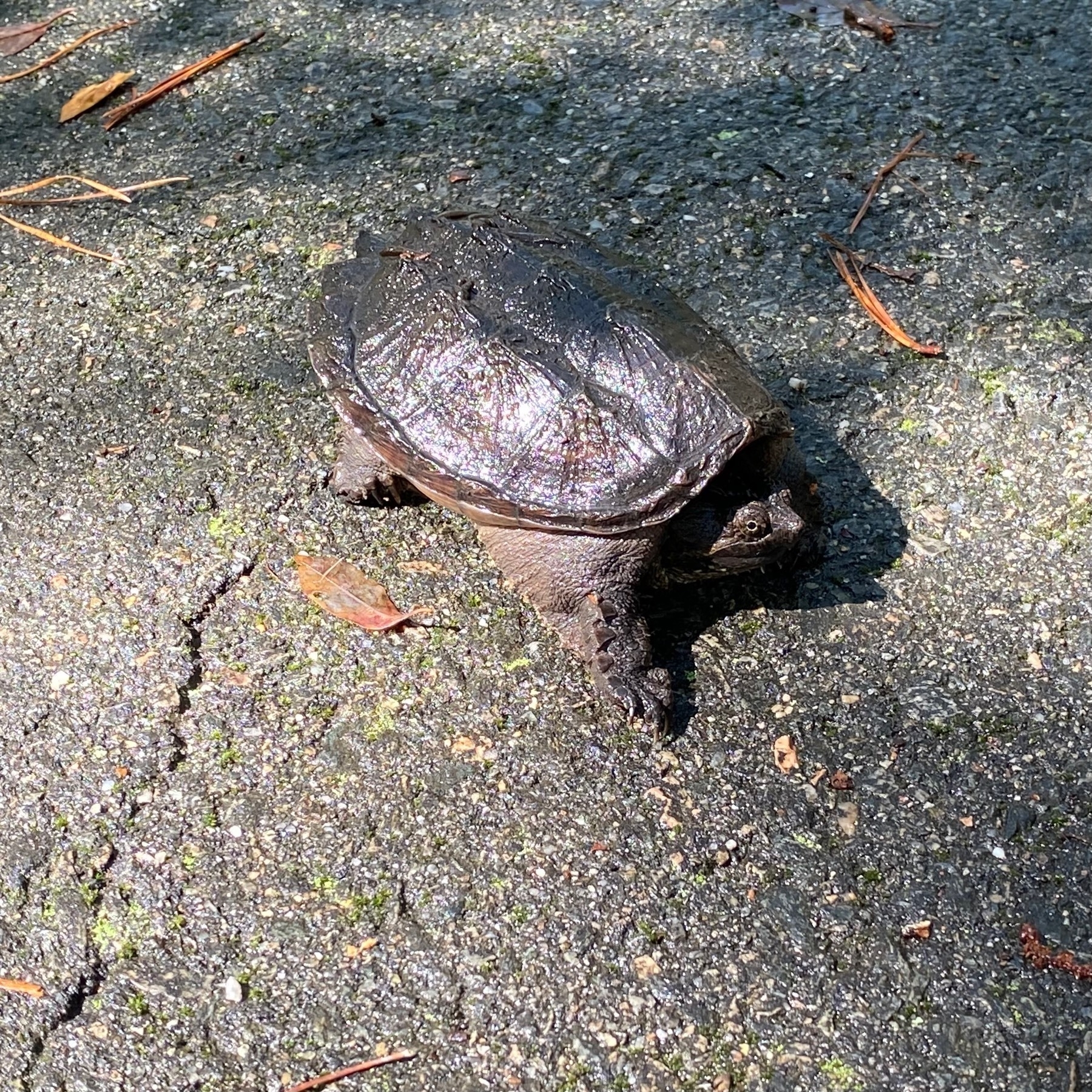 Very small snapping turtle on an asphalt path.