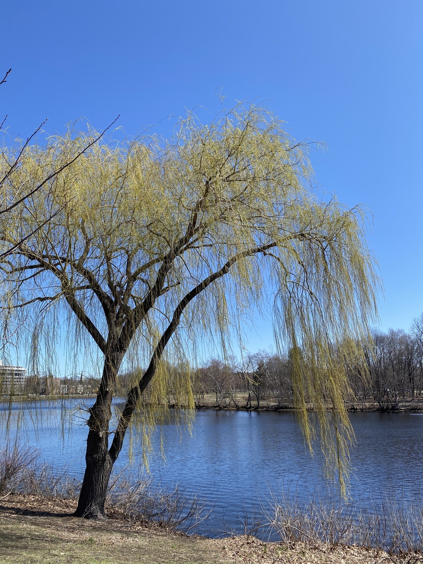 Willow tree with yellow sprouts by the side of a river.