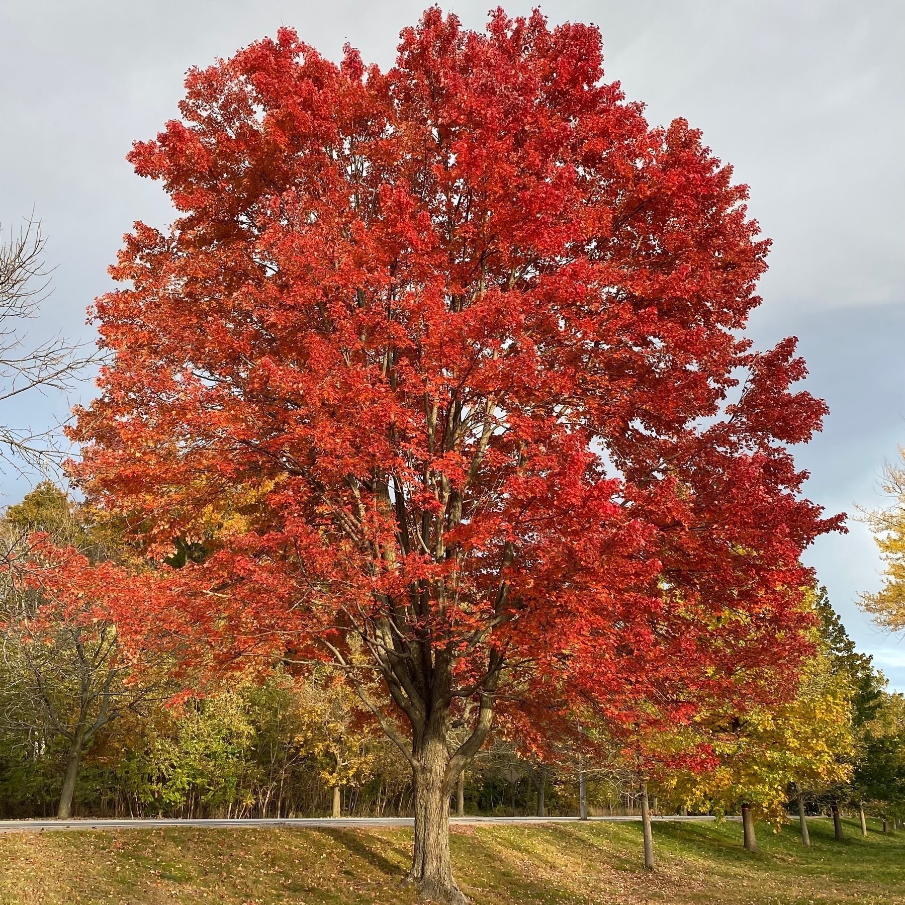 Large tree with bright red fall foliage.