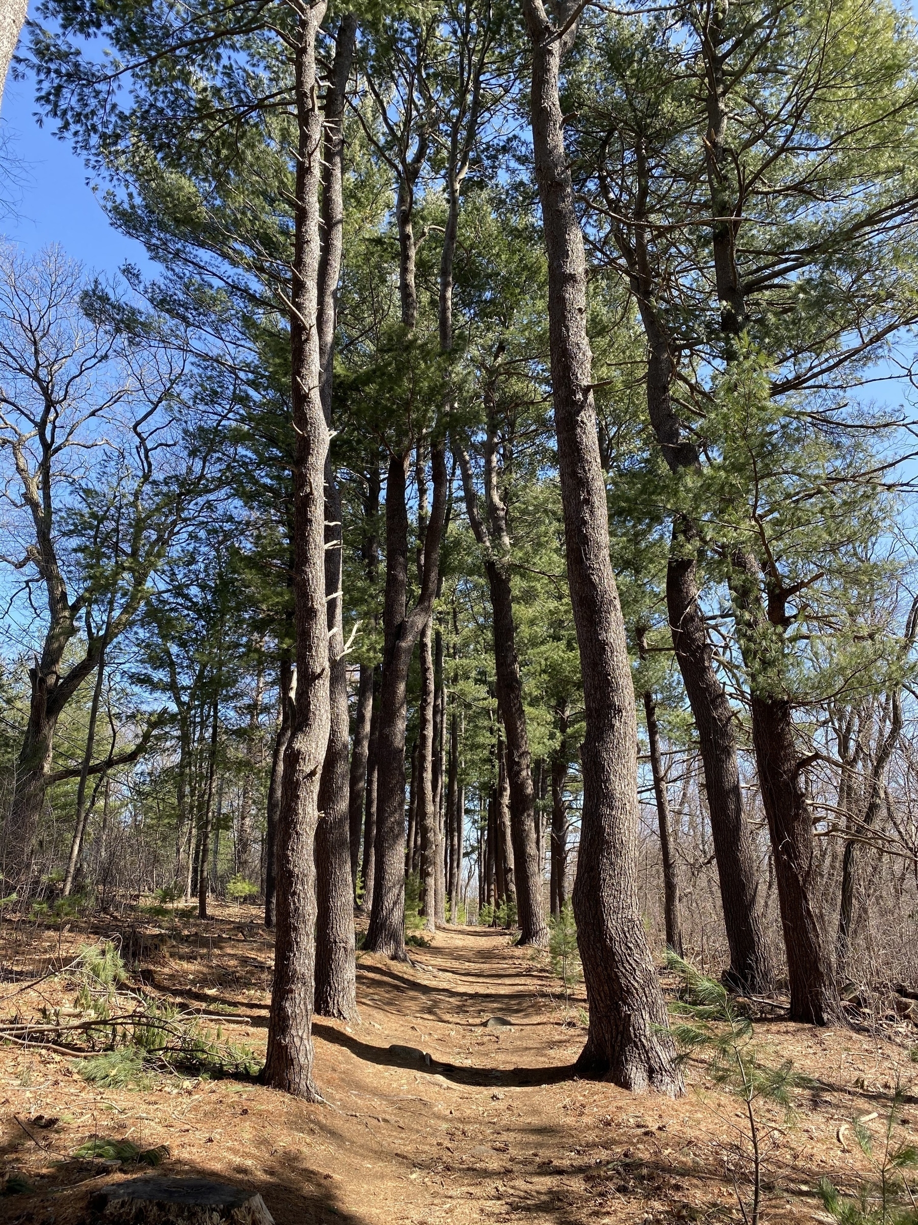A dirt path leading between two rows of pine trees.