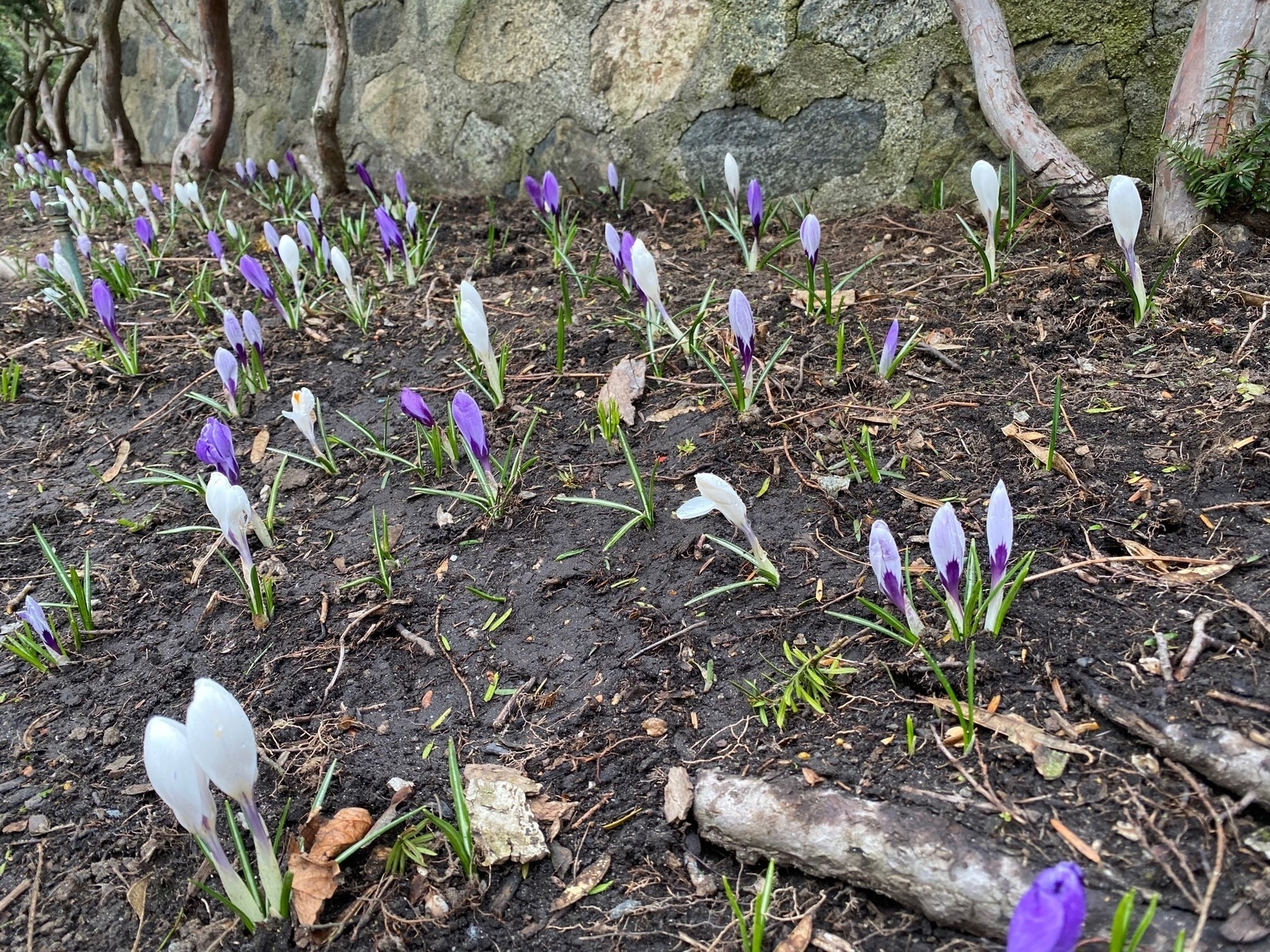 White and purple furled crocuses in the damp ground.
