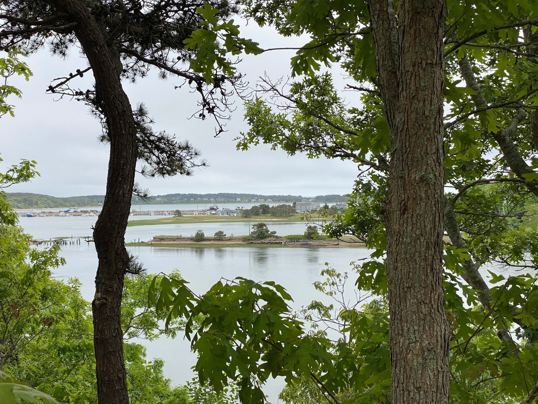 View of Duck Harbor with spits of land in the background, framed by tree trunks on the left and right and green leaves above and below.