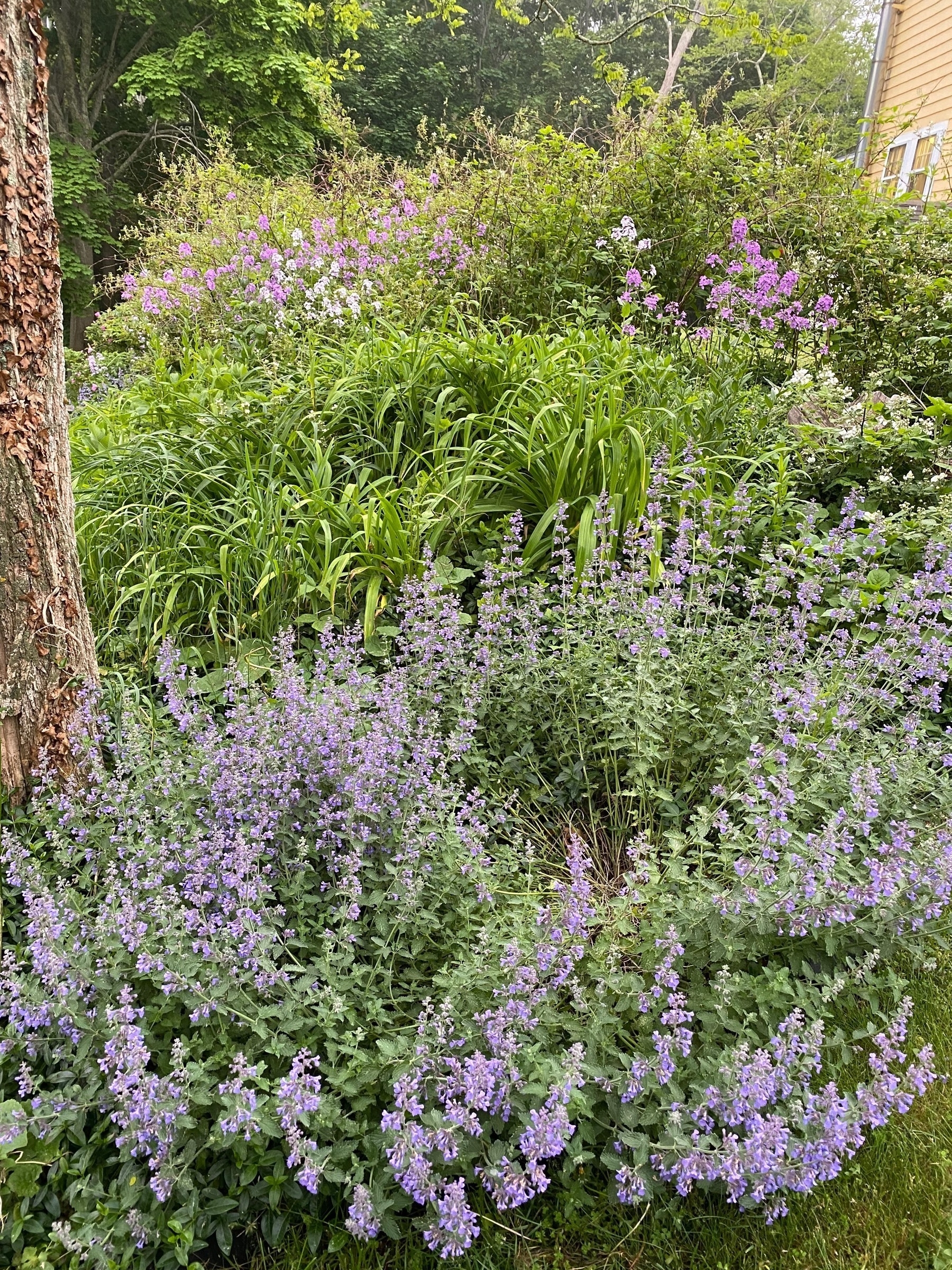 Garden with small purple flowers and greenery.