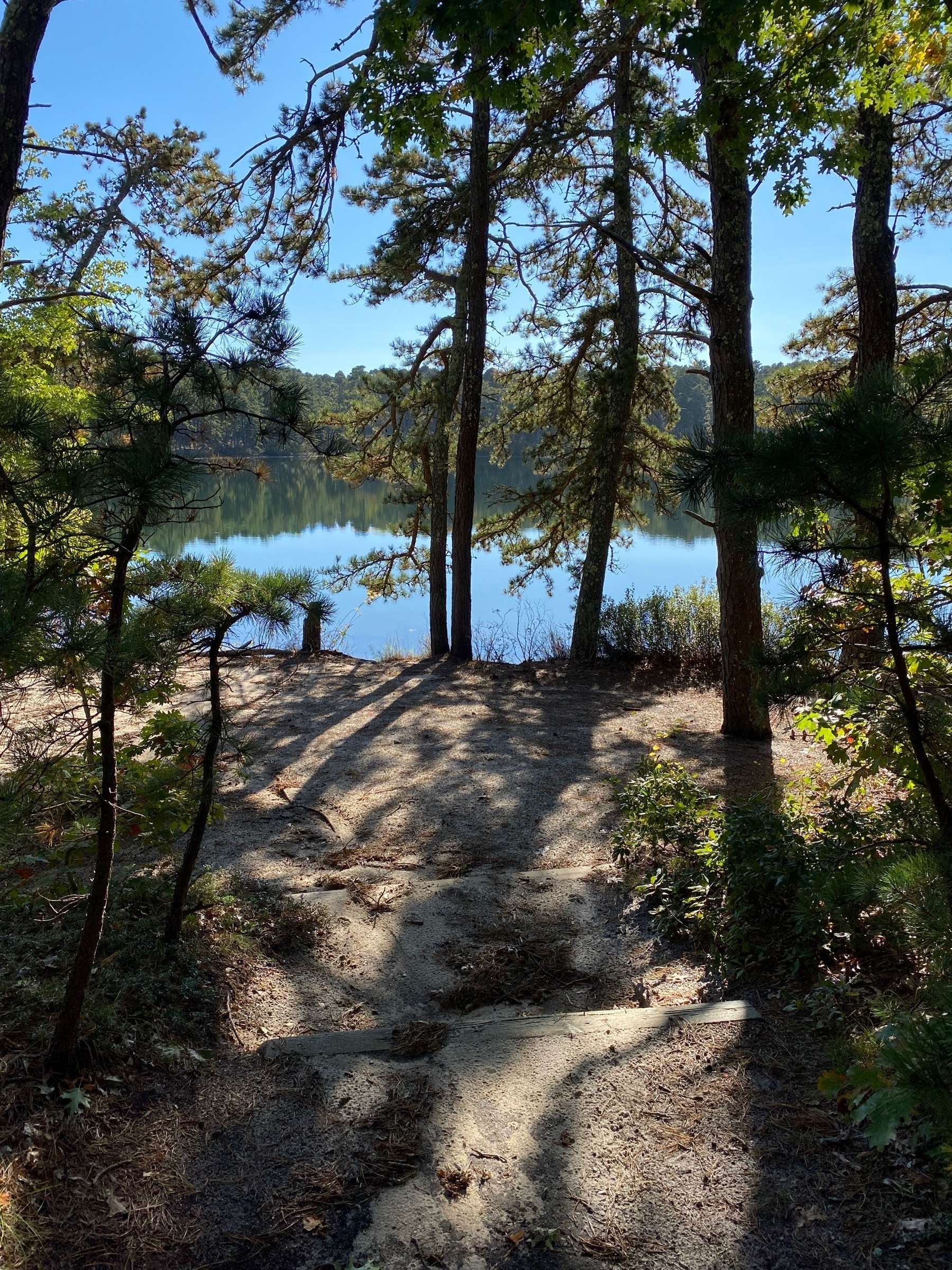 View of a pond with pine trees on the near bank casting shadows on the ground.