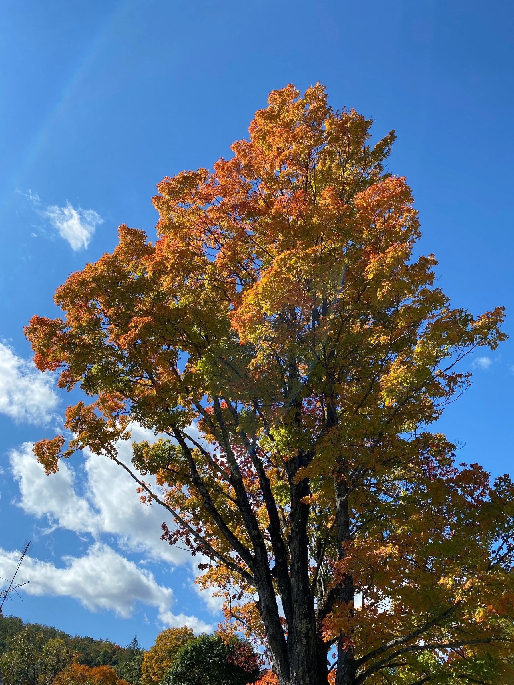 A tall tree with turning leaves against a blue sky.