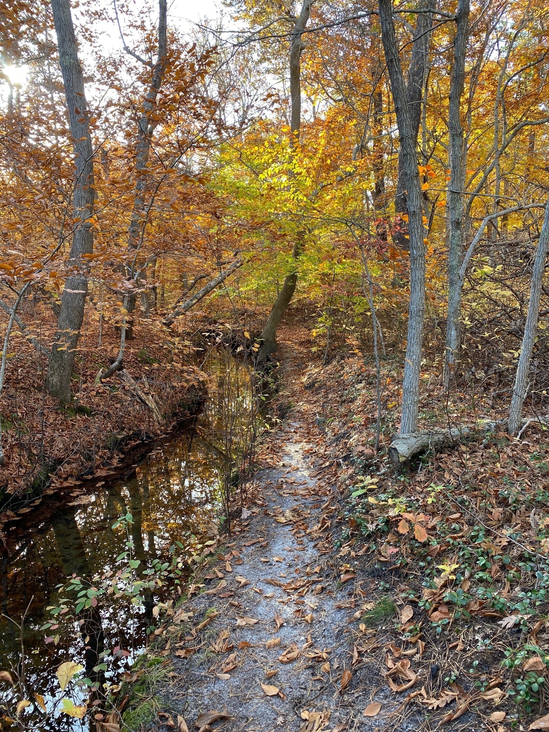 A small stream with fall foliage on both banks and many leaves floating in the water.
