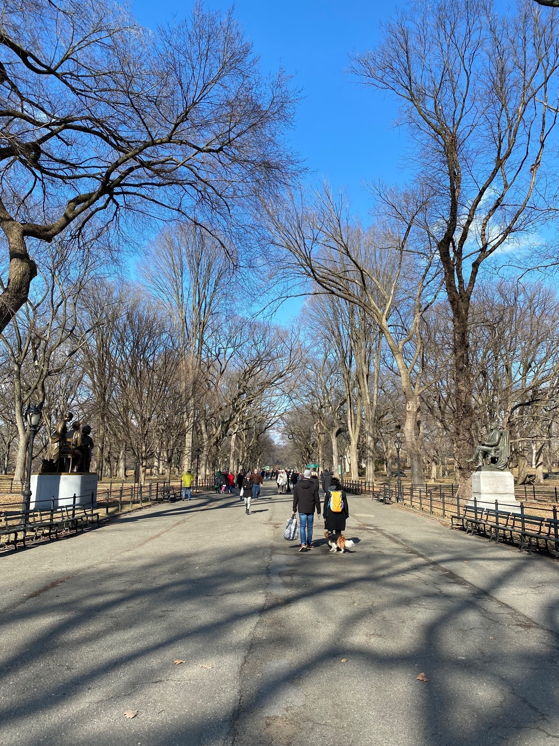 A path in central park with bare trees on both sides.