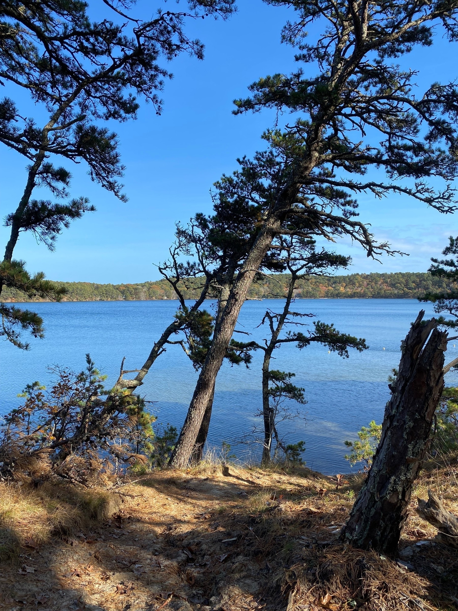 View of a lake with pine trees leaning to the right on the near bank.