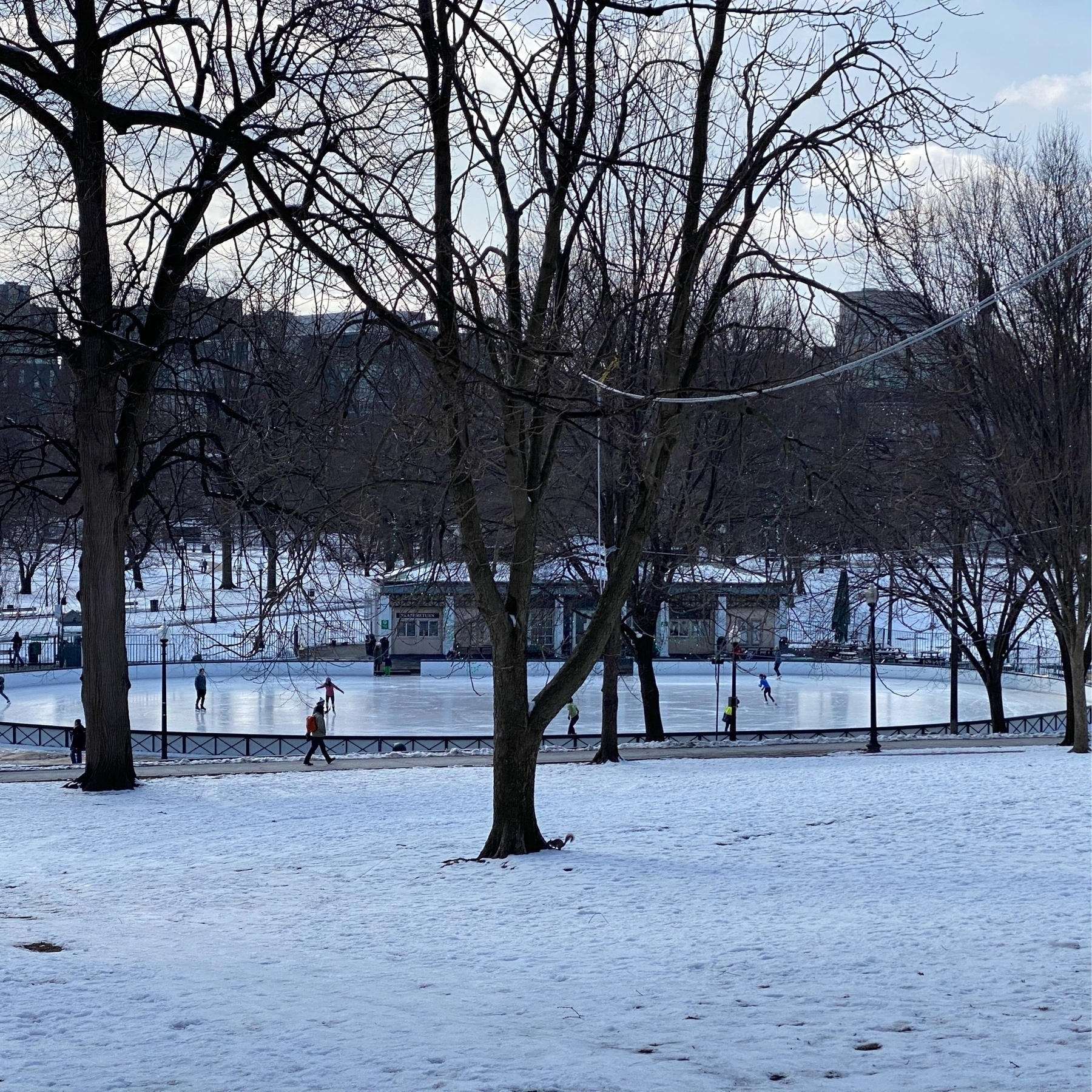 View of Frog Pond skating rink with tree trunks in the forground.
