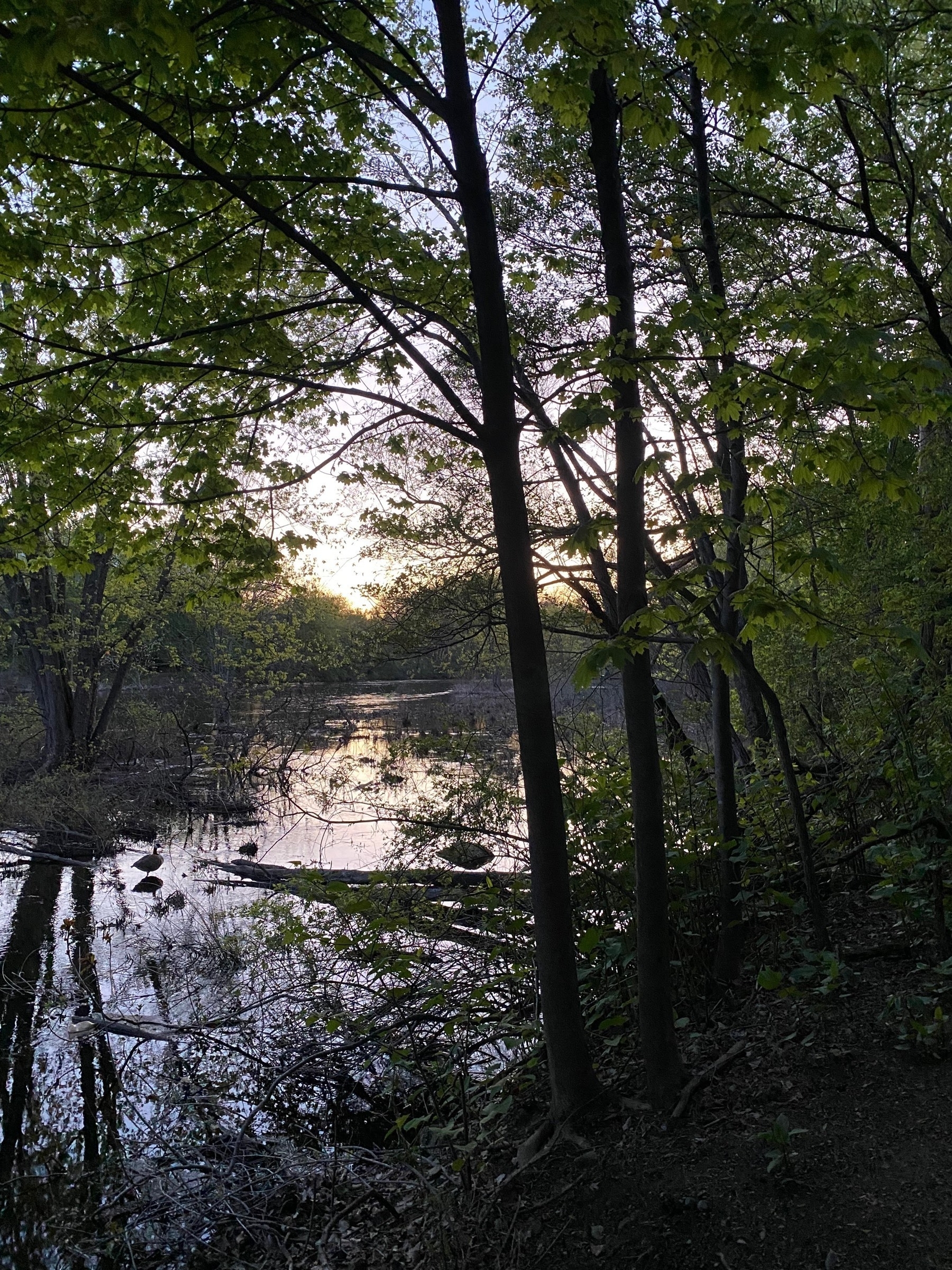 Twilight view of a small river with a clear sky above, the sun just below the horizon, and fresh leaves on the trees lining the banks.