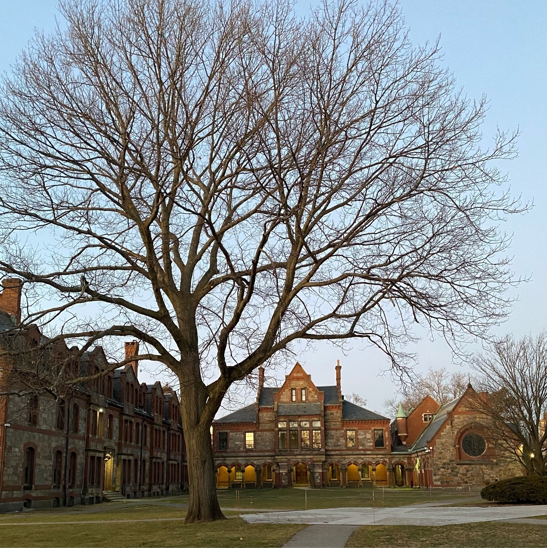 A large bare tree in the yard in front of large stone buildings.