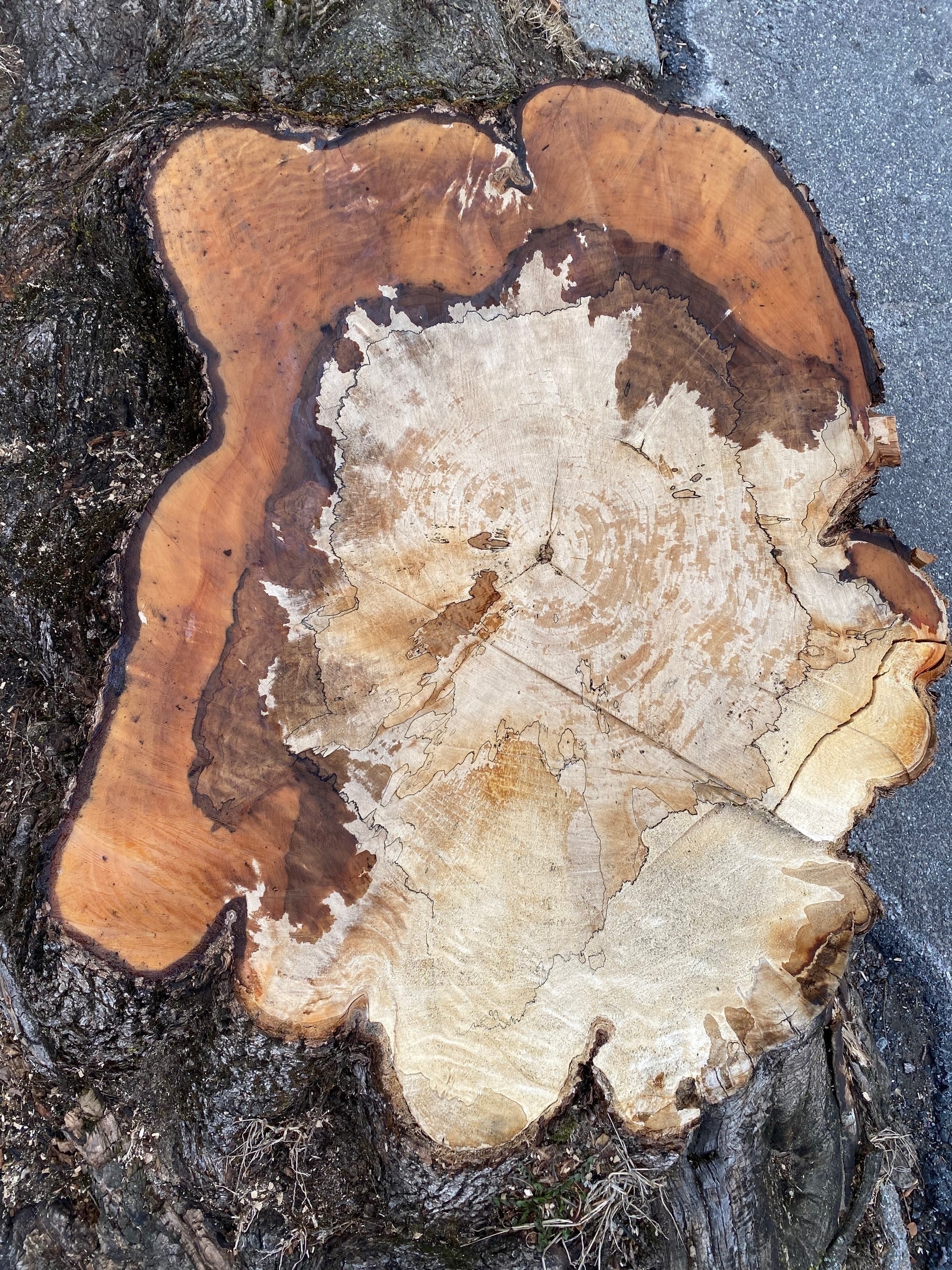View of a tree stump with a clean cut from directly above.