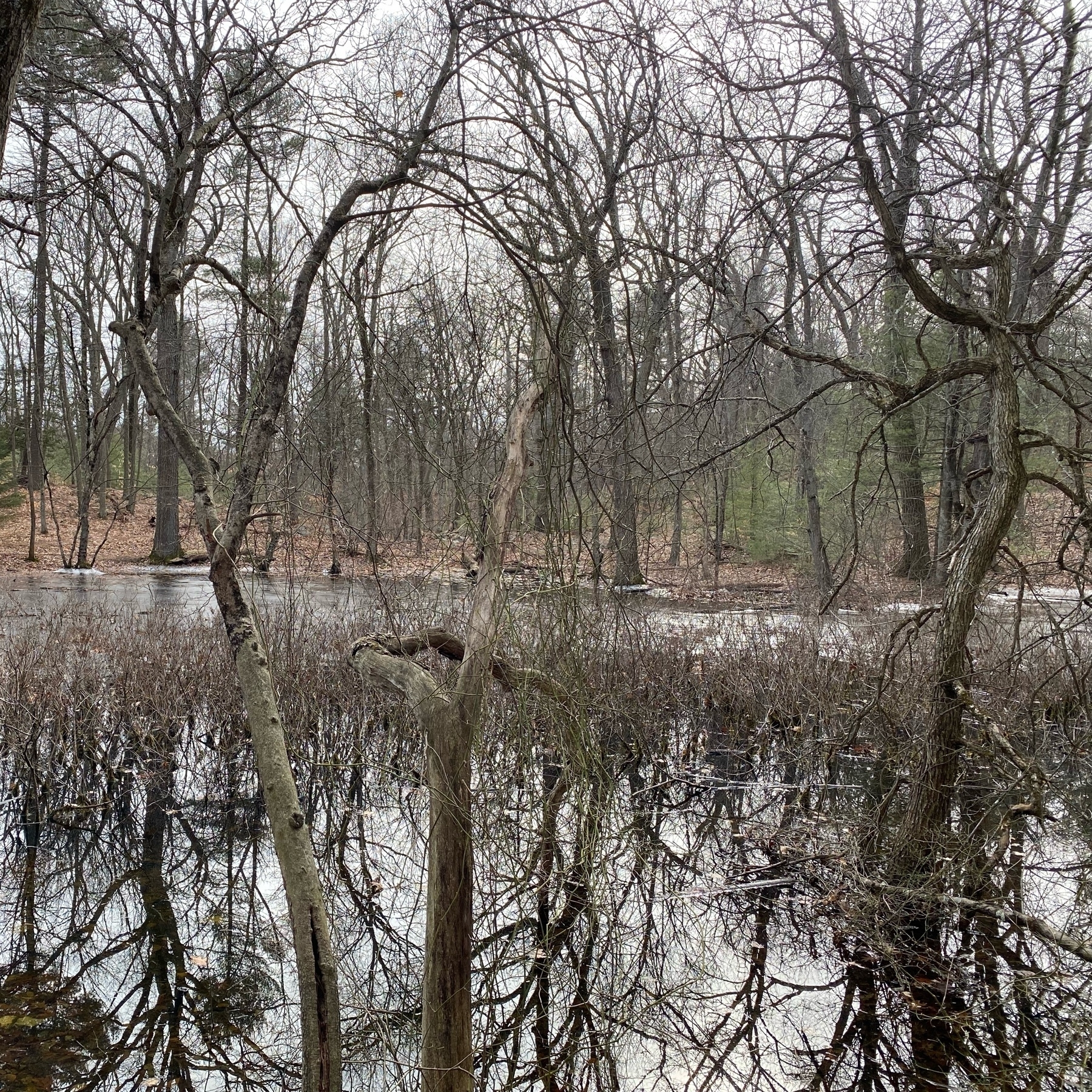 Small pond surrounded by leafless trees, which are reflected on the still water.  