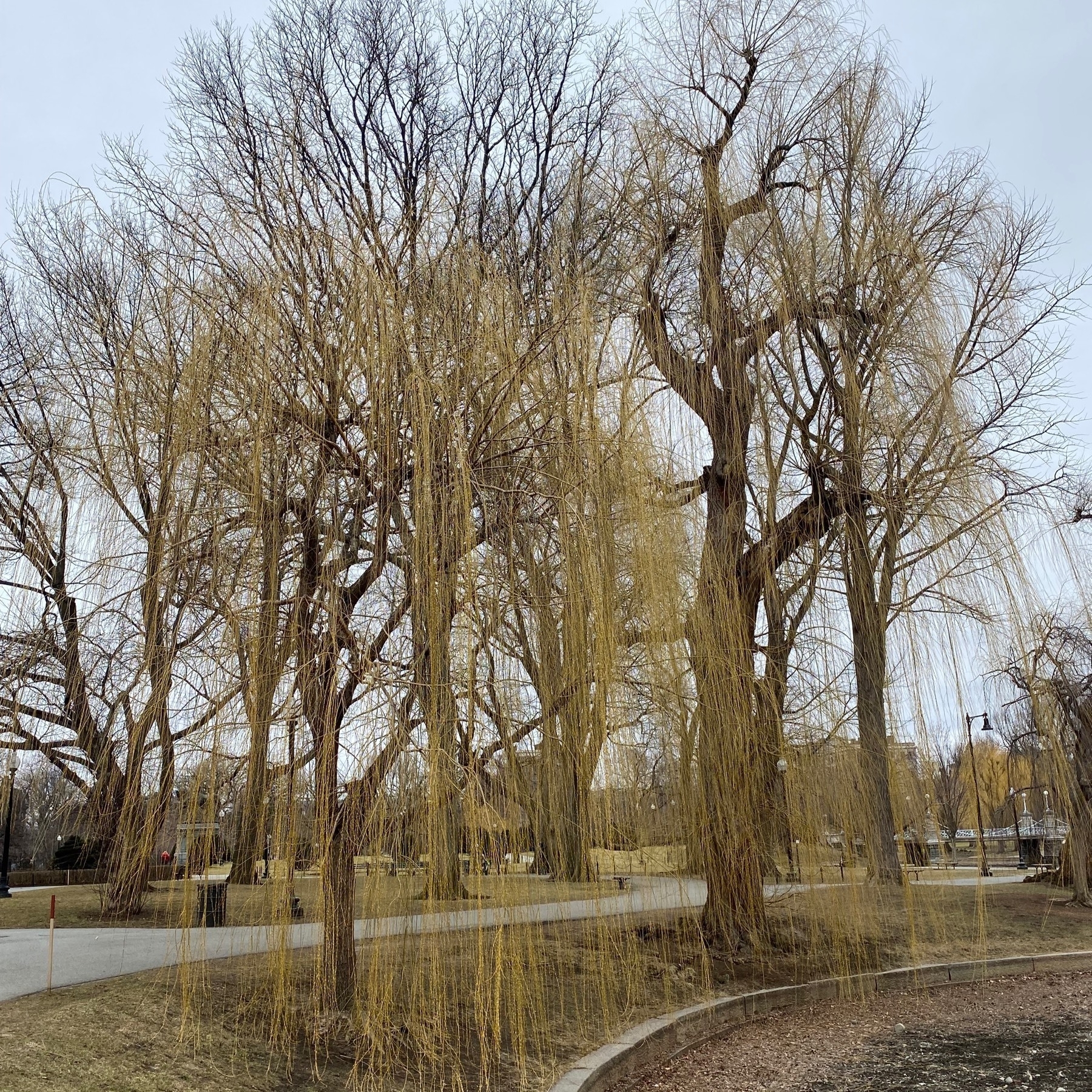 Willow trees with yellow sprouts in front of bare branched trees in a park.