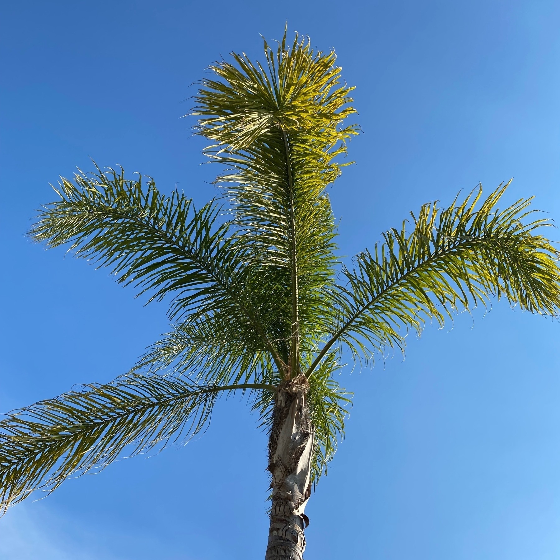 Top of a palm tree from below against a blue sky.