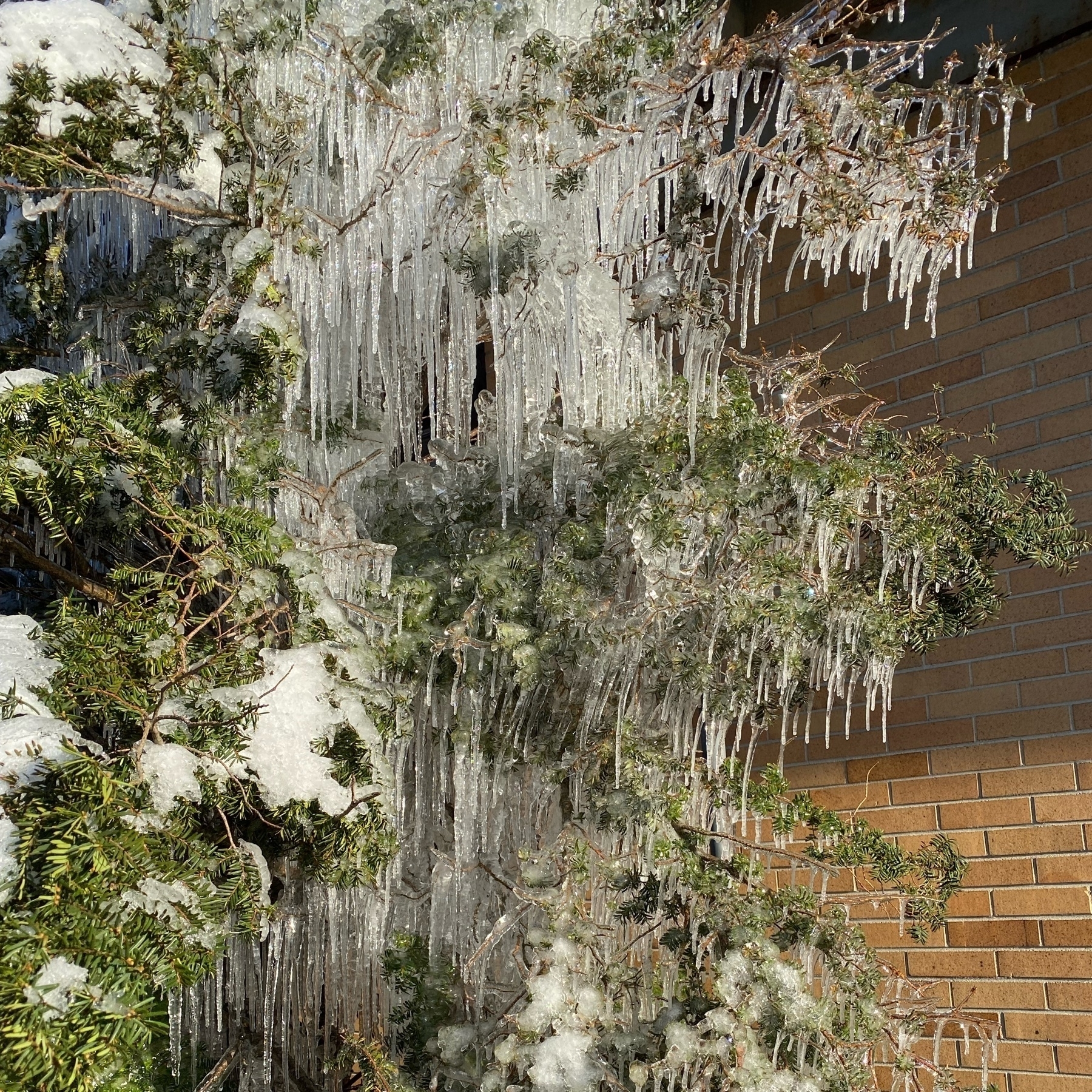 Icicles covering the branches of a conifer. 