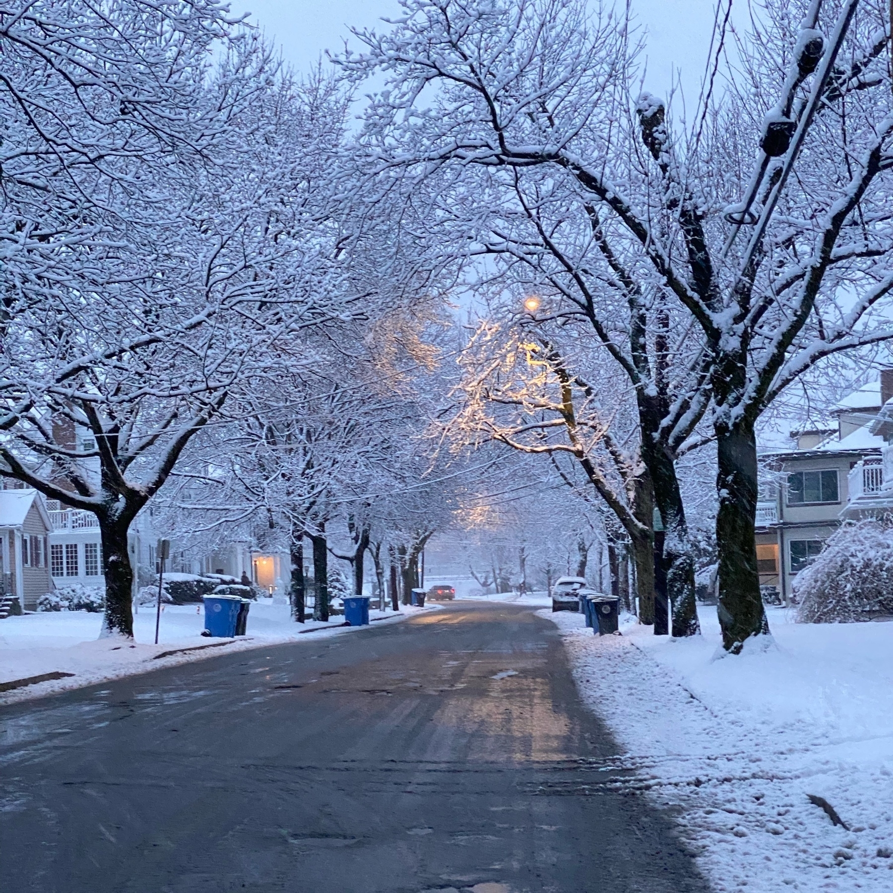 View of a street in the evening with snow covering the adjacent trees and sidewalks.