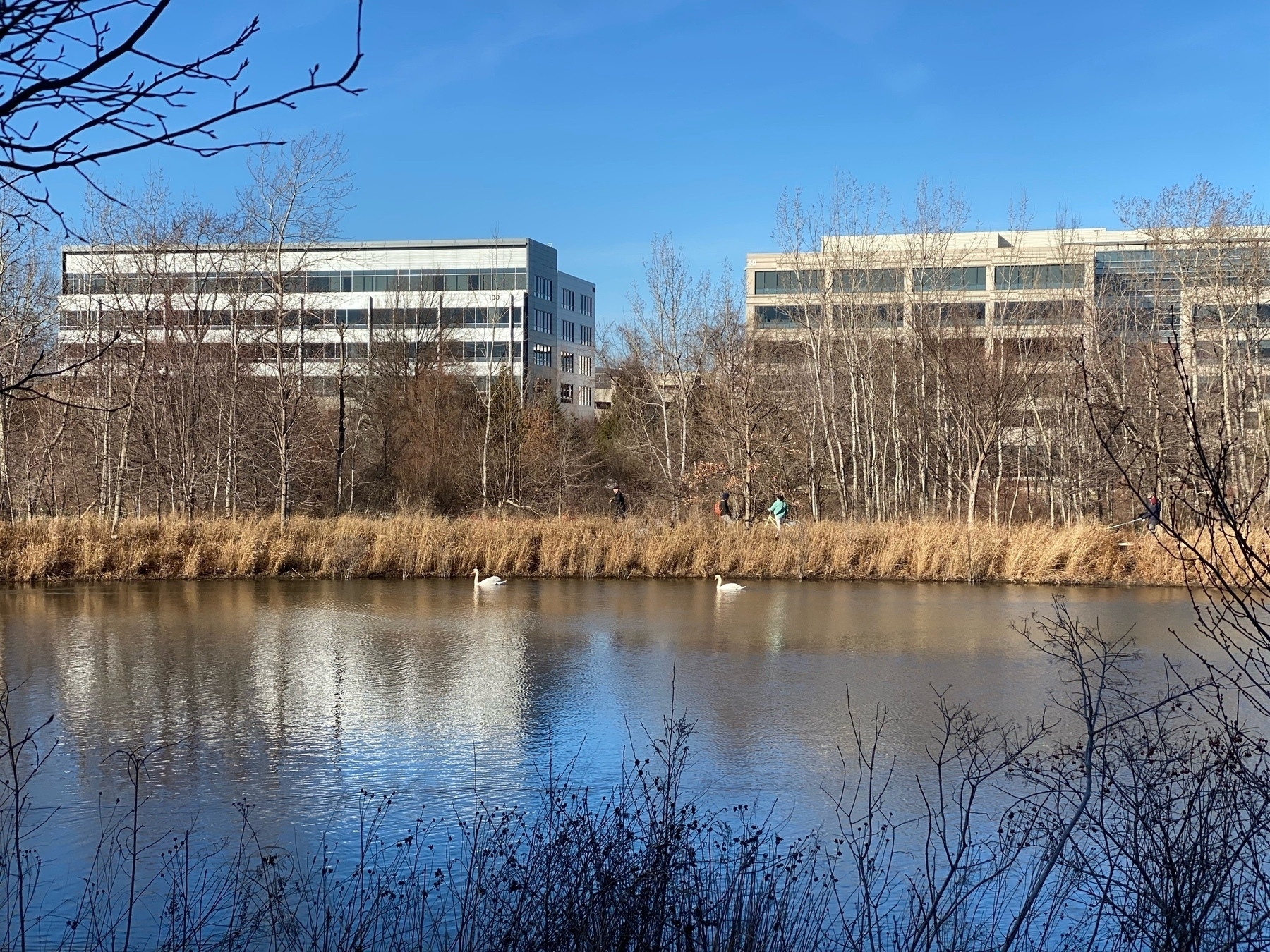 Two white swans swimming in a pond with two white office buildings in the background.