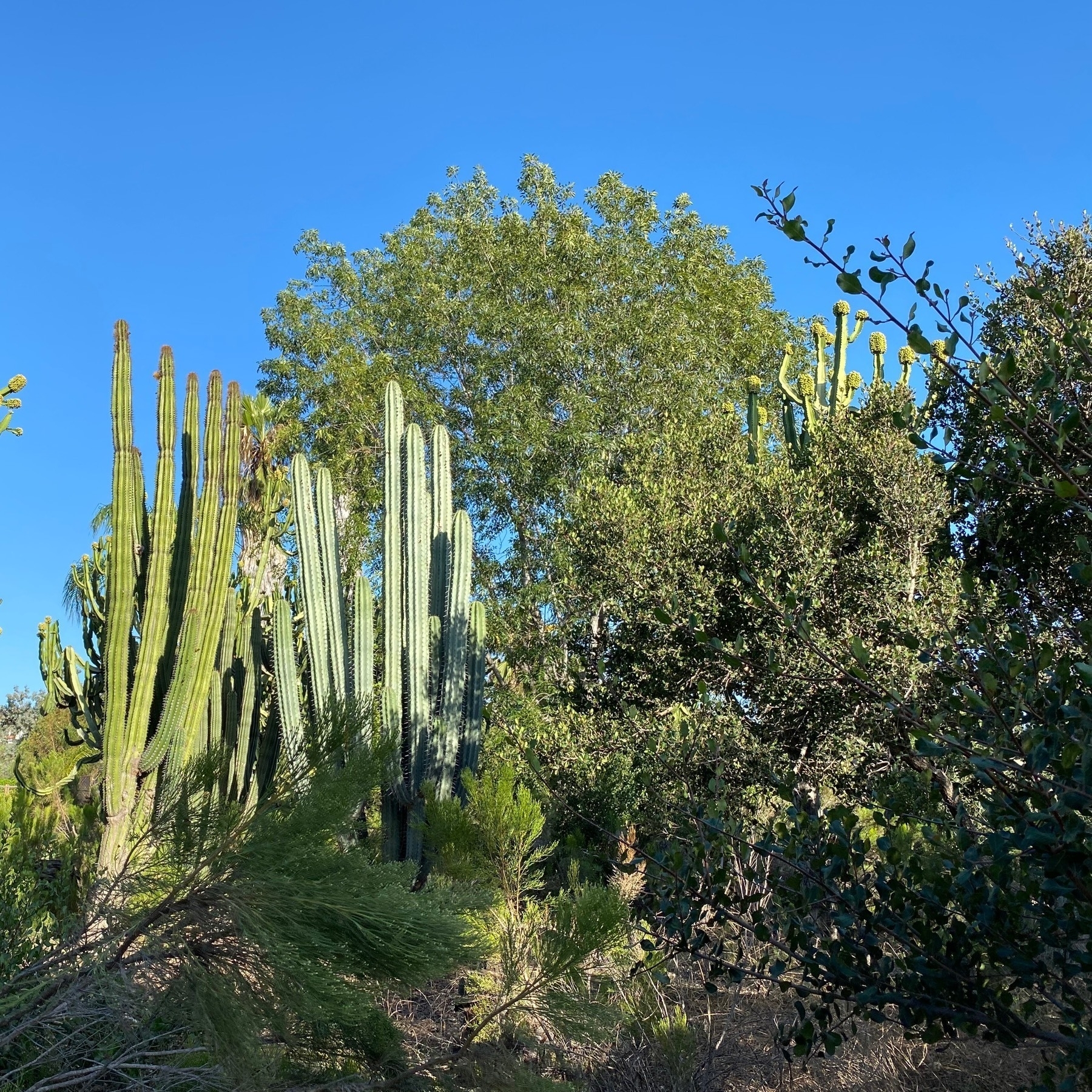 Late afternoon view of trees and cactus with the deep blue sky behind.