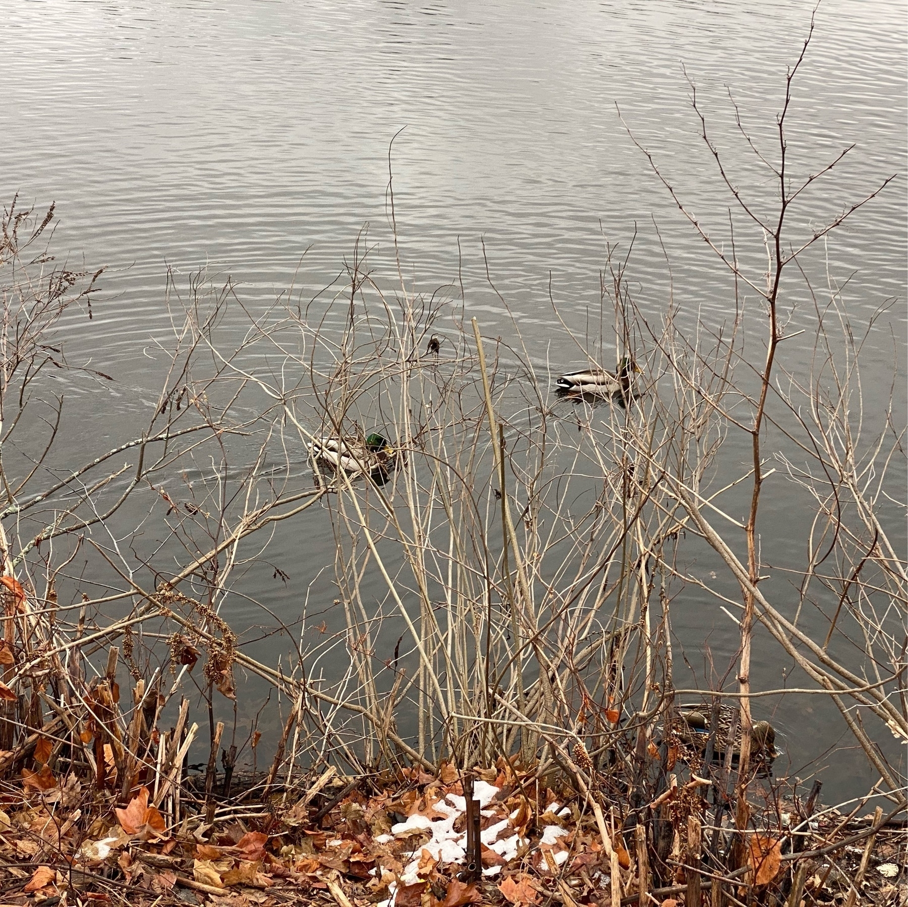 Ducks swimming near the bank behind dry reeds.