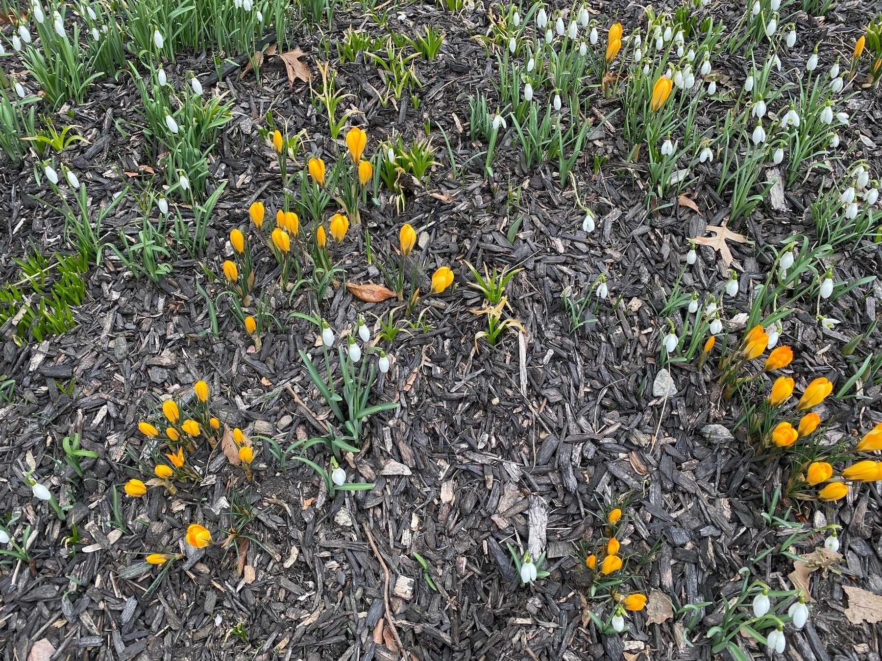 Snowdrops and crocuses growing through mulch.