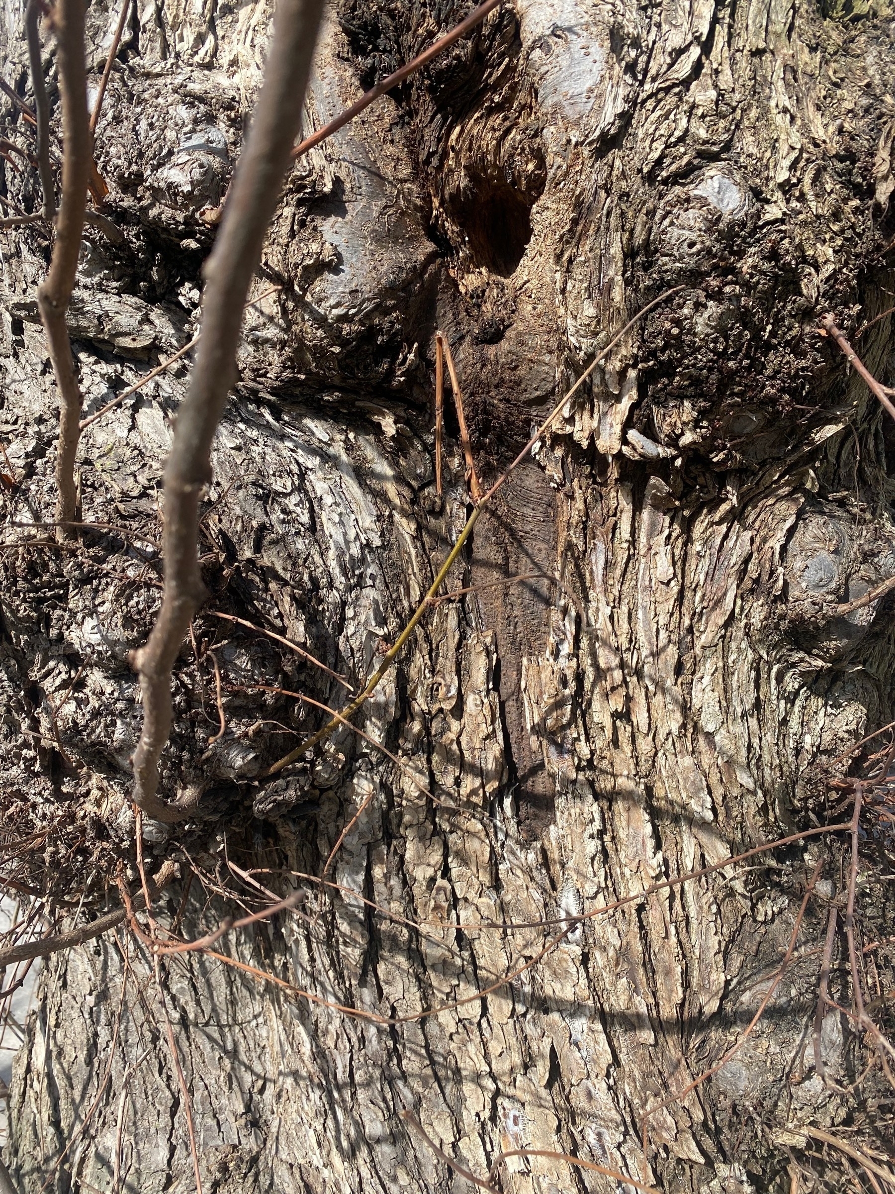 Close up of tree bark with knobby boles and twigs.