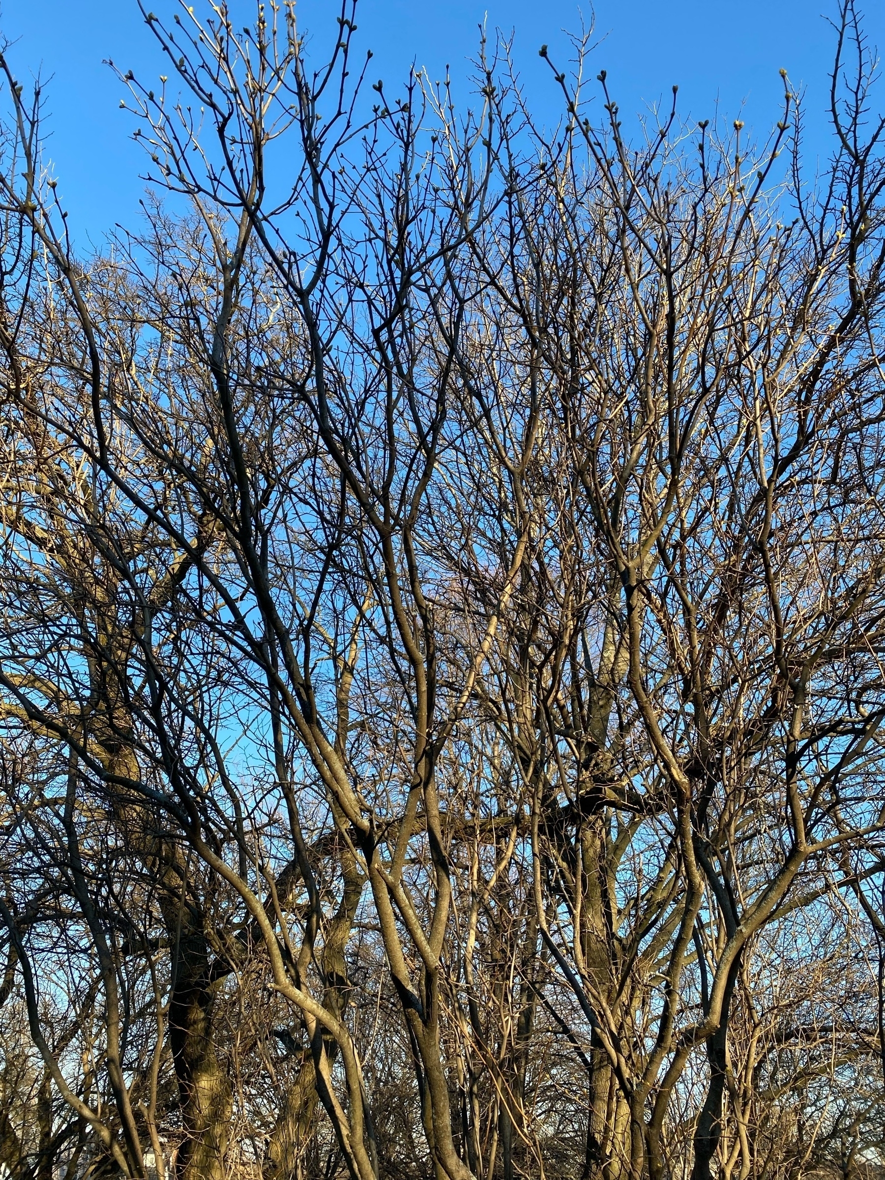 A tangle of bare tree branches against a blue sky.