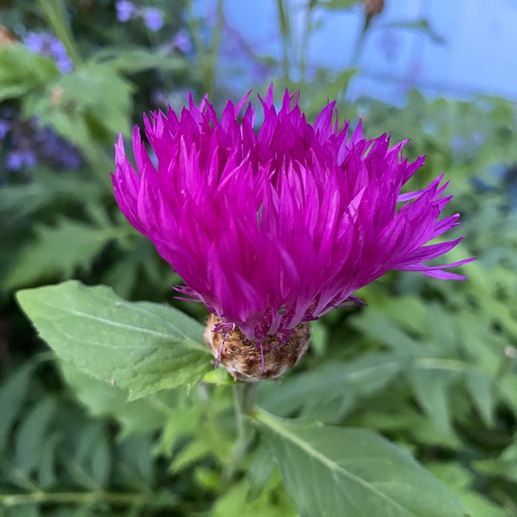 Close up view of a bright purple flower with many spiky petals.