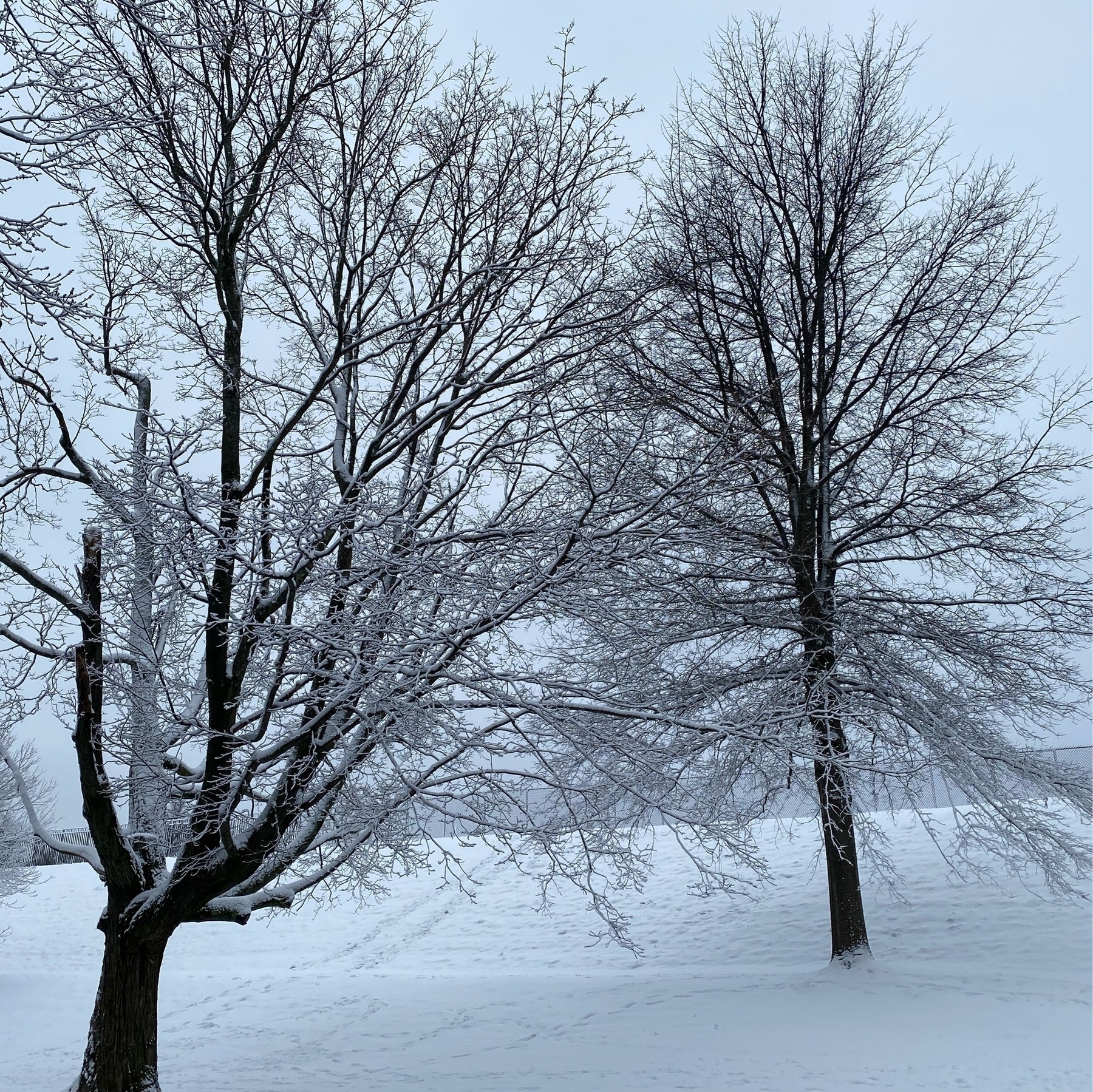 Two snow covered trees on a snow covered hill.