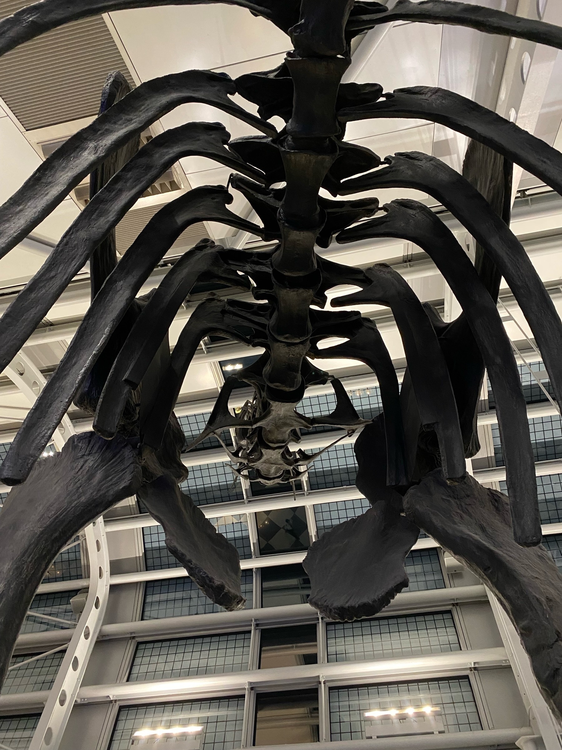View from below of a brachiosaurus replica fossil skeleton, mostly ribs.