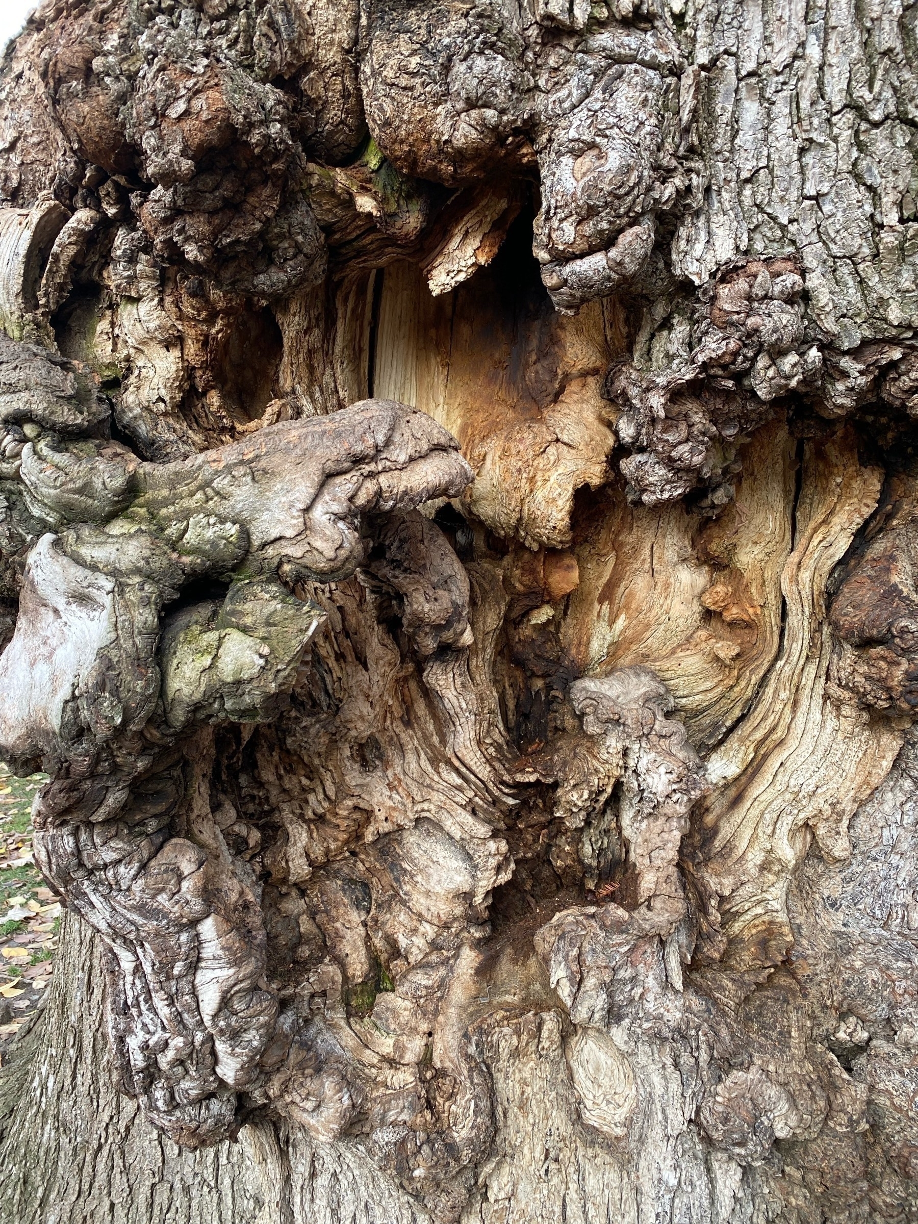 Close up of a tree trunk with an elaborate canker.