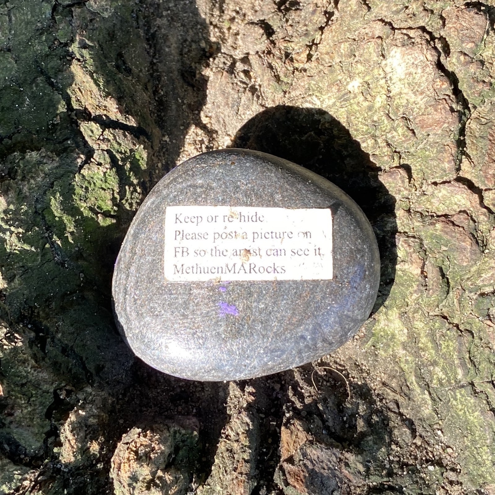 Close up of a small rock with a printed label lying on tree roots.