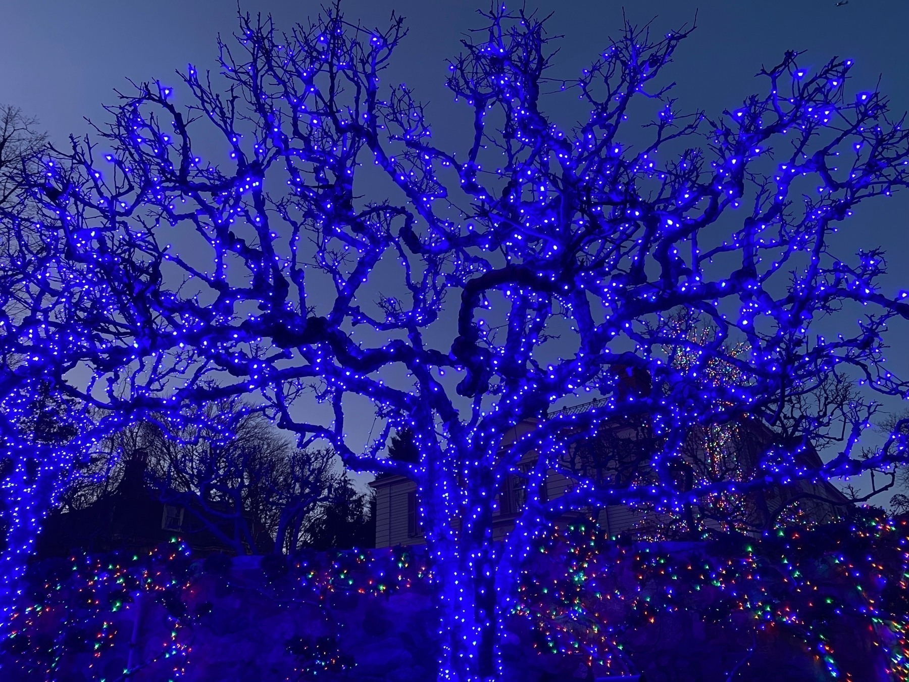 A dark leafless tree covered in blue lights against a dark blue sky.