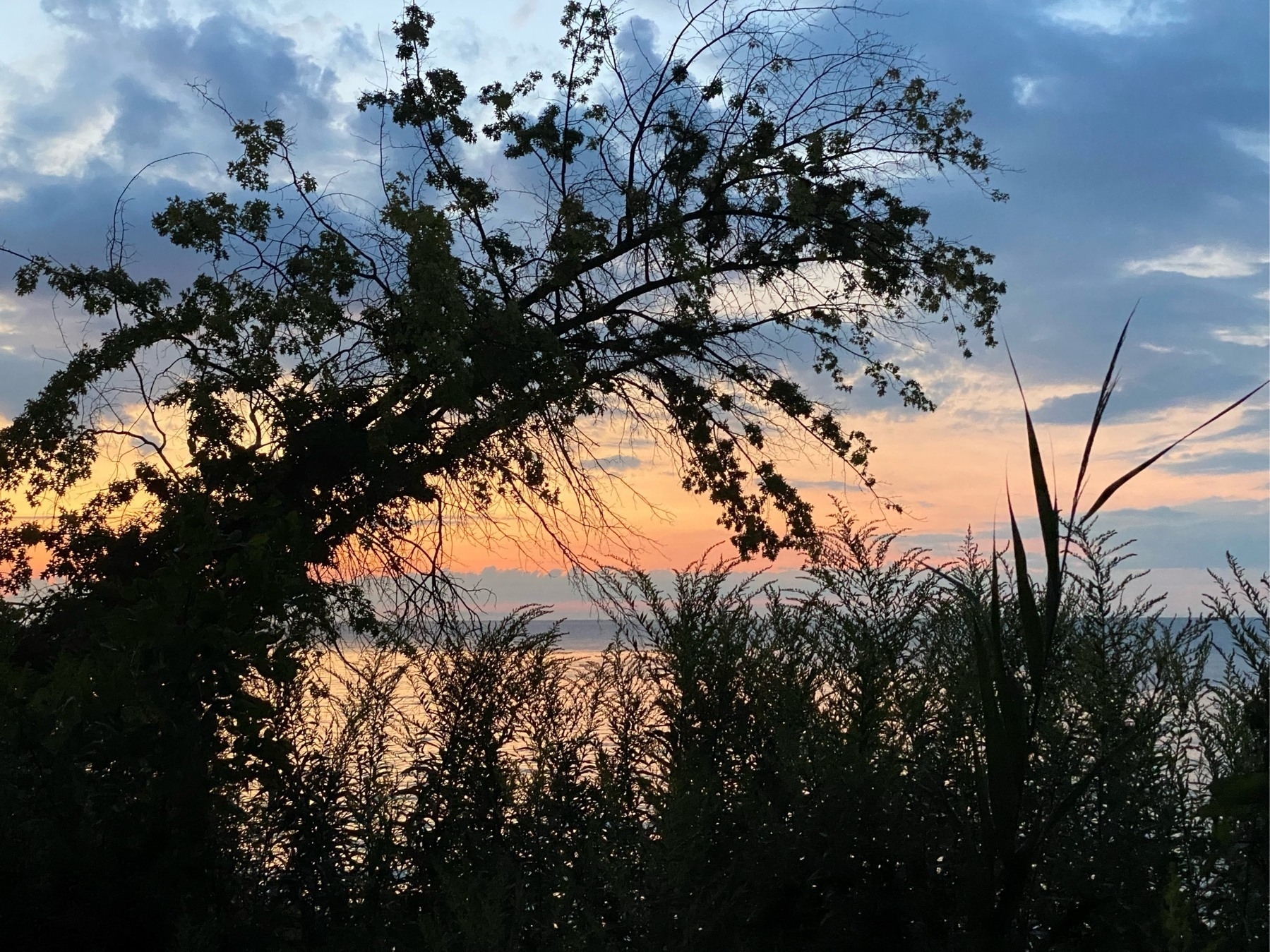 View of sunset on a lake, with the orange and blue sky in the background and a dark tree leaning from left to right in the foreground. 