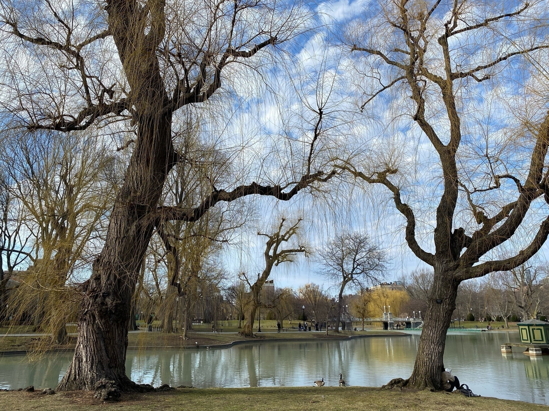 View of a city park with a small pond surrounded by yellow tipped willow trees.