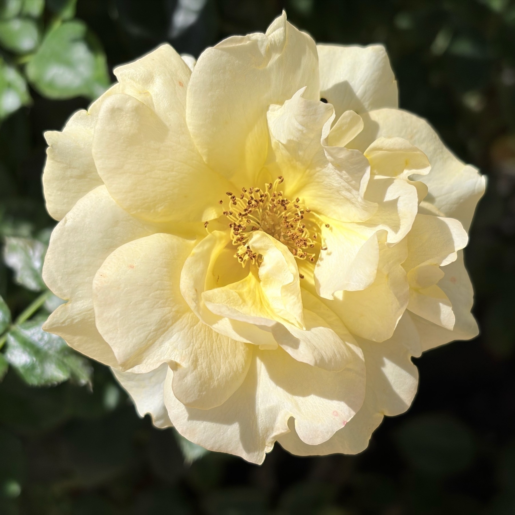 Close up view of a large pale yellow rose, with dark green leaves in the background.