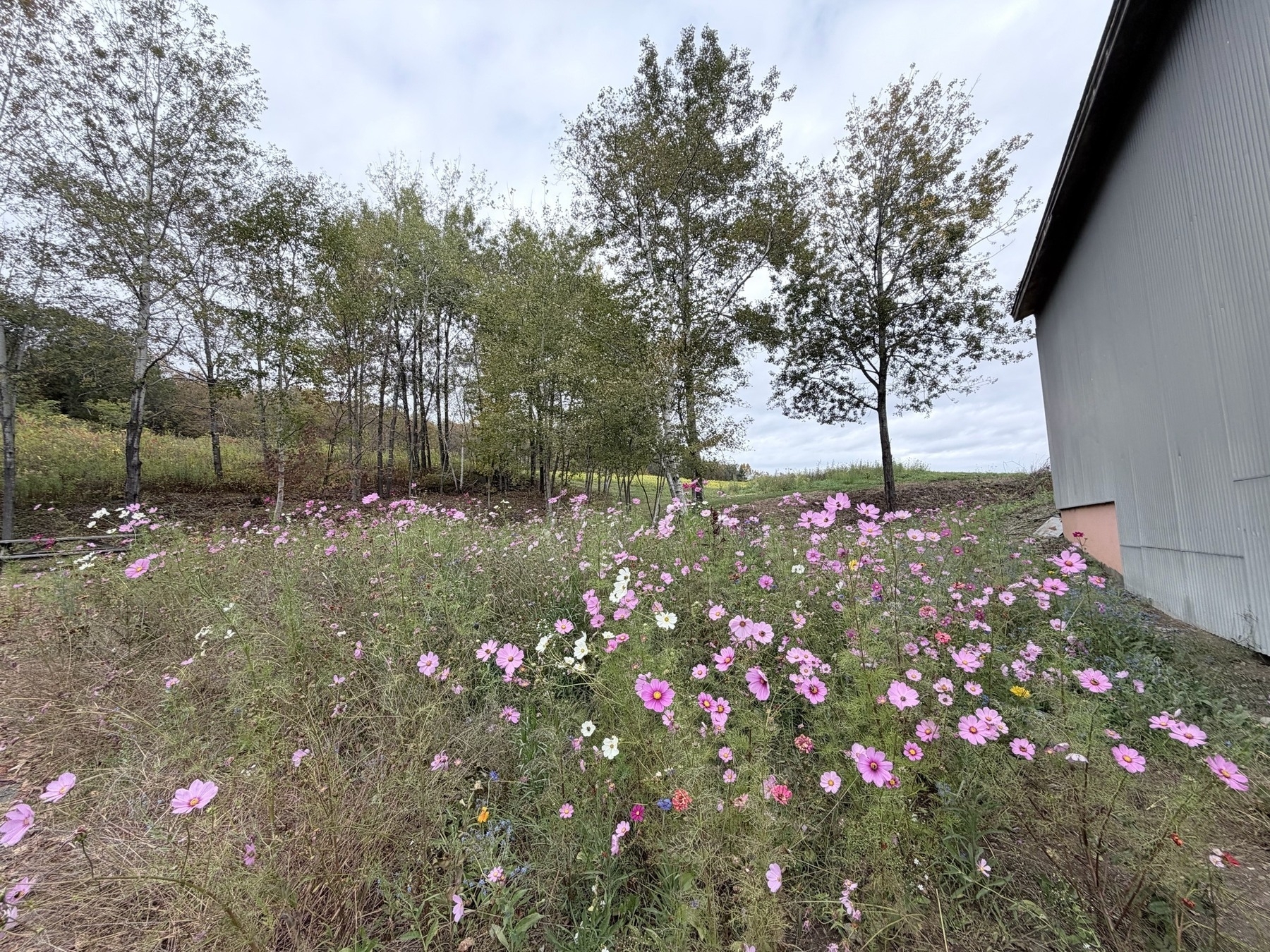 View of a small field of purple wildflowers next to a gray barn wall on the right, a line of small trees in the background, and a cloudy sky above.
