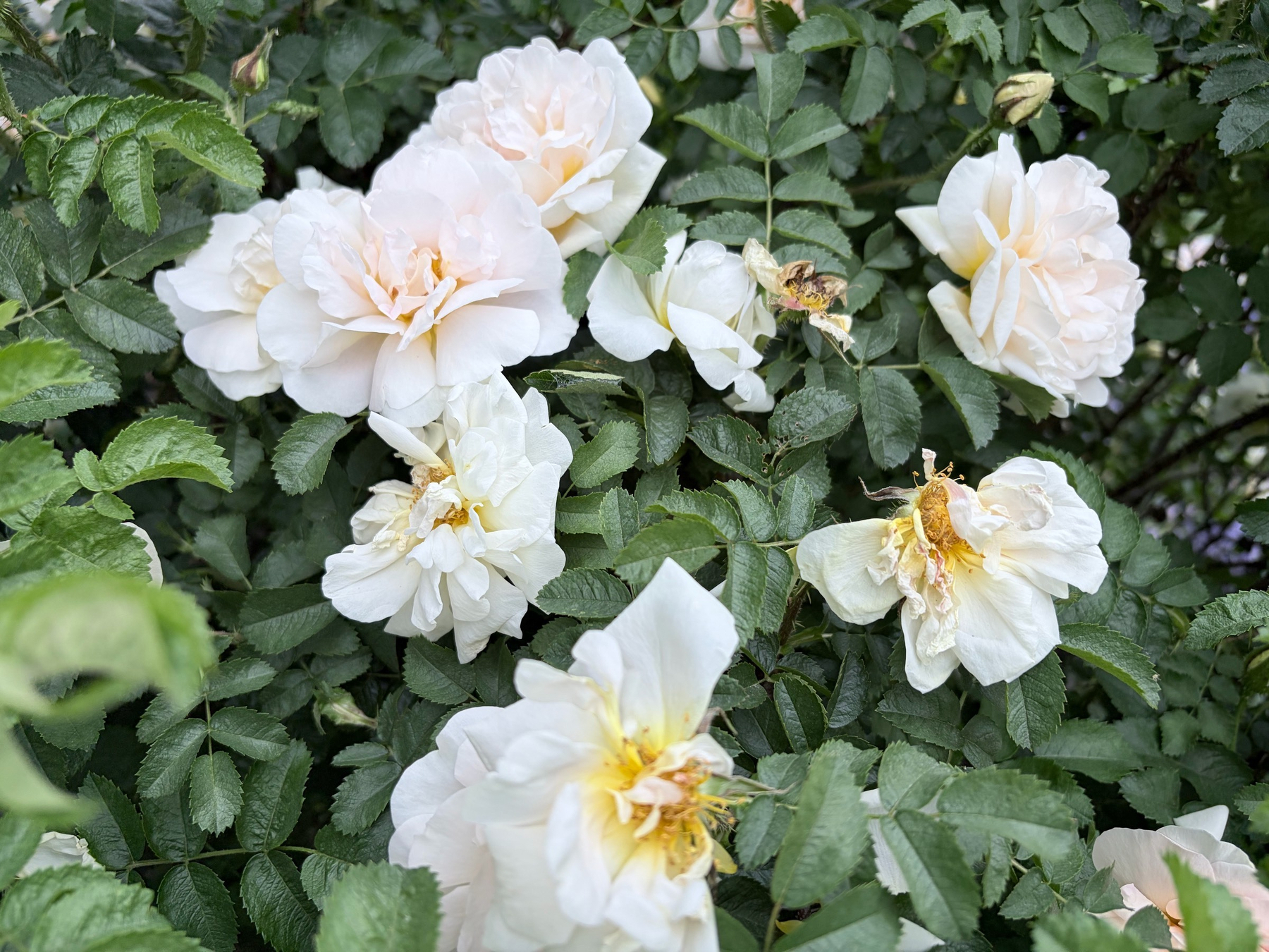 Close up of pinkish yellow roses on a background of bright green leaves.
