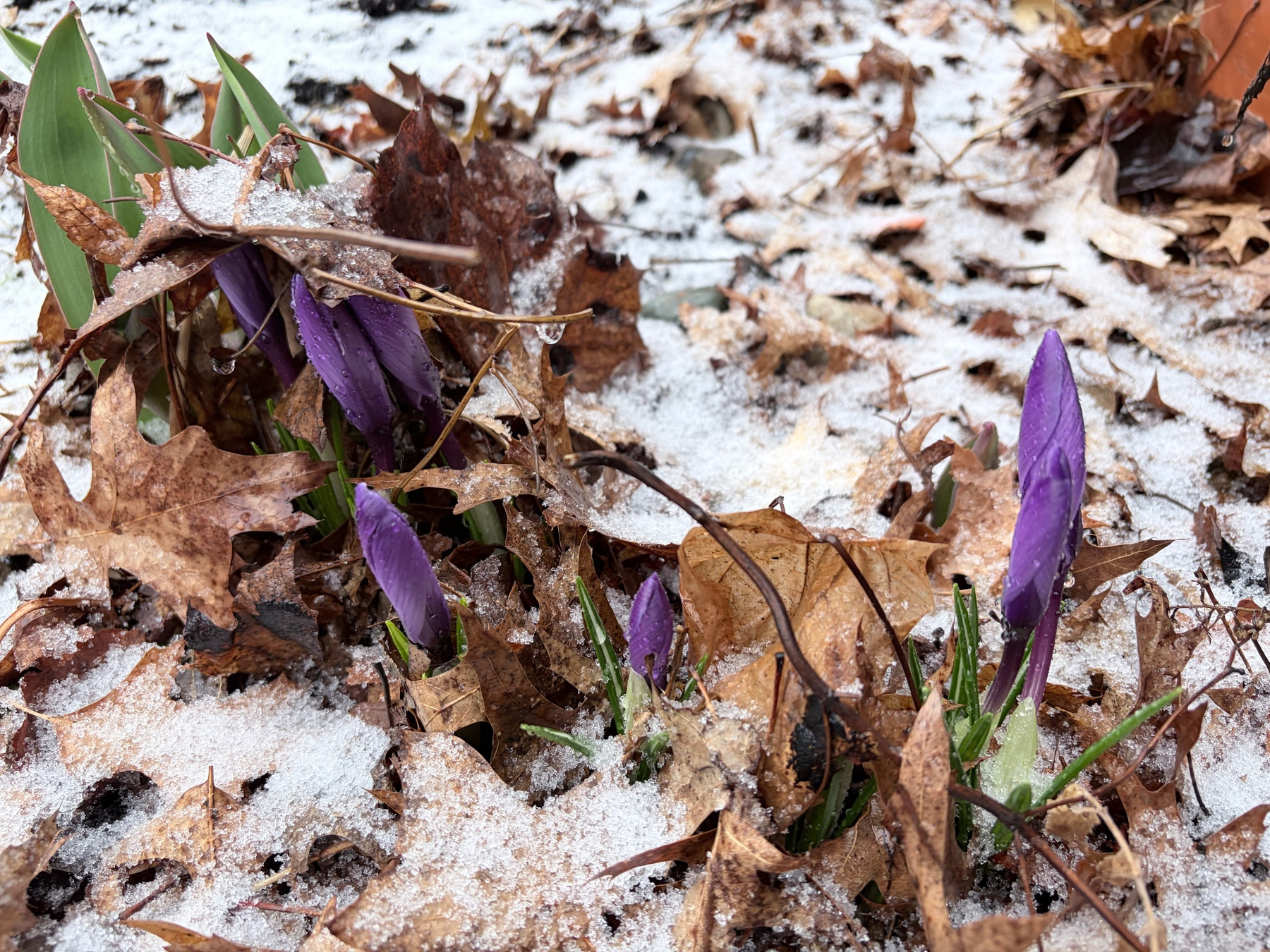 Close up view of small purple crocuses poking up through brown leaf litter with a light cover of snow on the leaves.