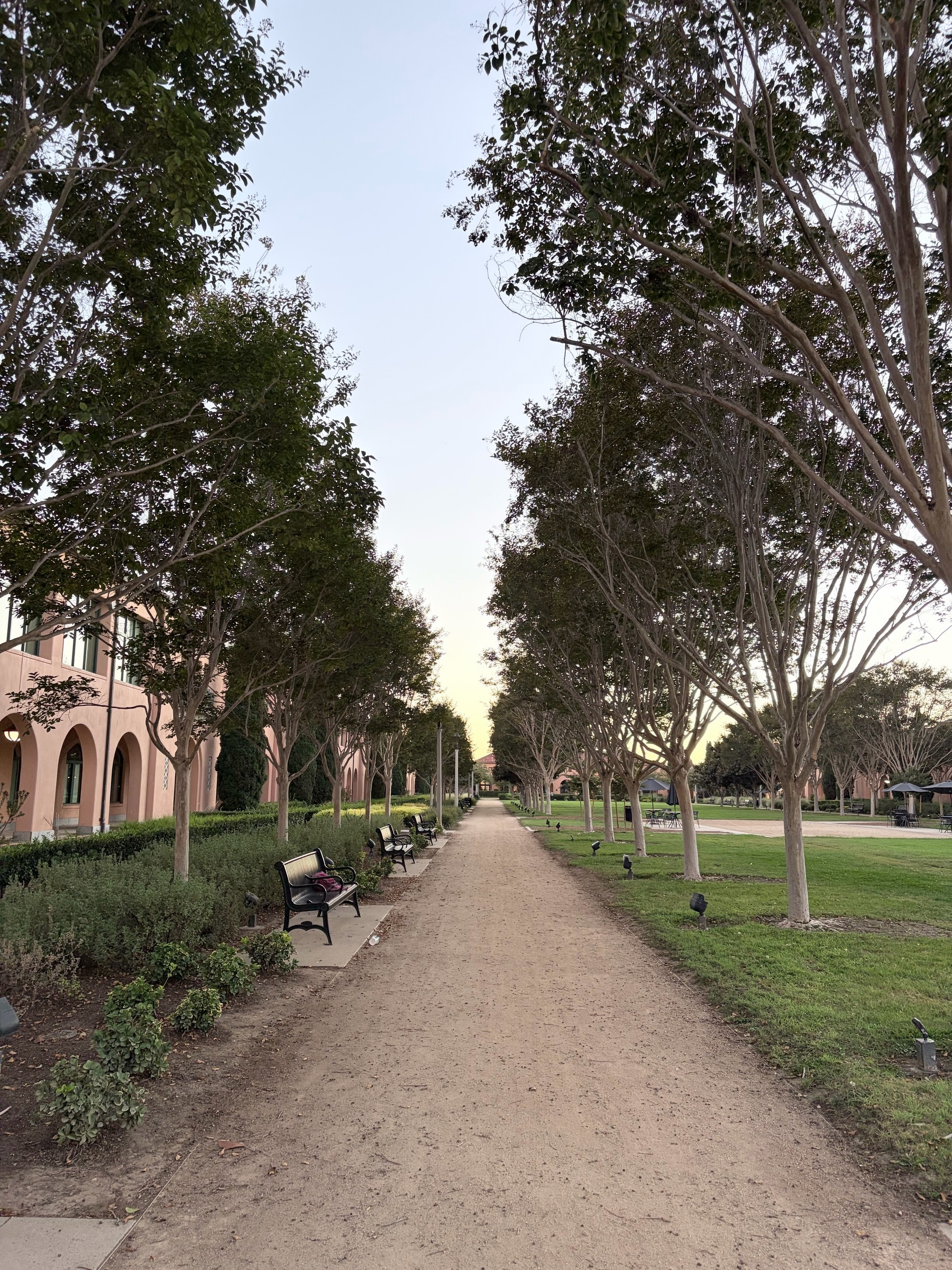 View of a straight path receding into the distance in a park just at sunset, lined by small trees on either side, with green park benches next to the path and a pink building with arches on the left.