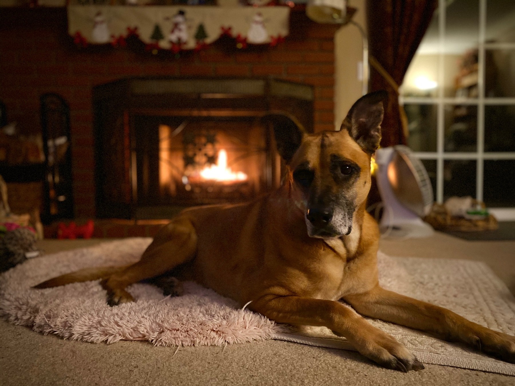 A large dog lying on a fake fur rug in front of a crackling fire.