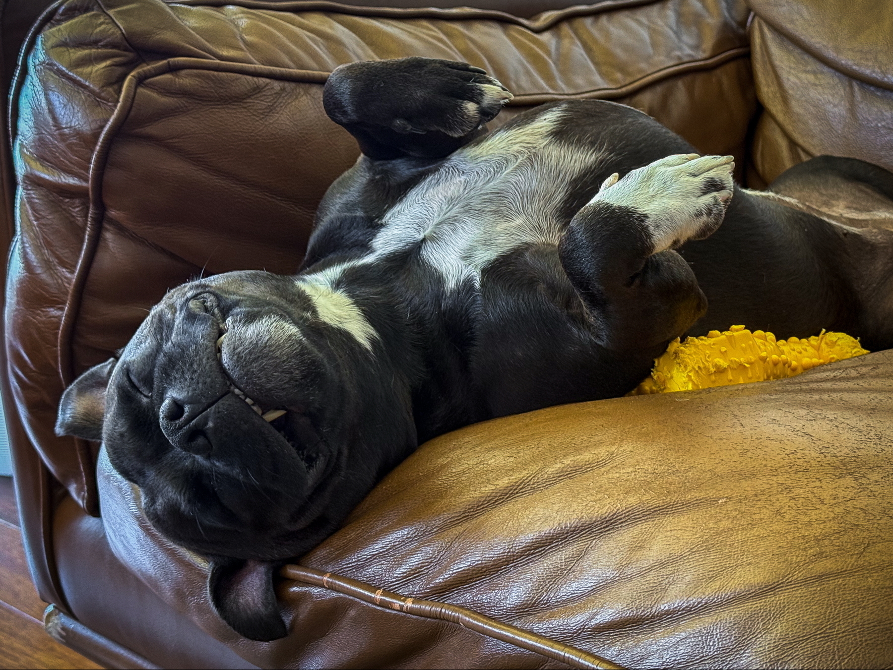 A black and white dog is lying on its back on a brown leather couch, appearing relaxed. It has its paws up and eyes closed, next to a yellow toy.