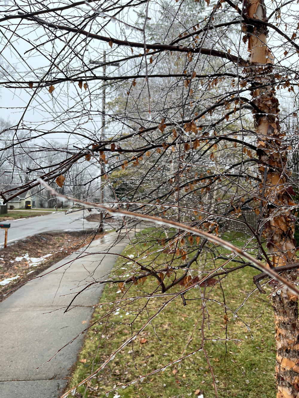A sidewalk lined with frosty trees on a wintry day.